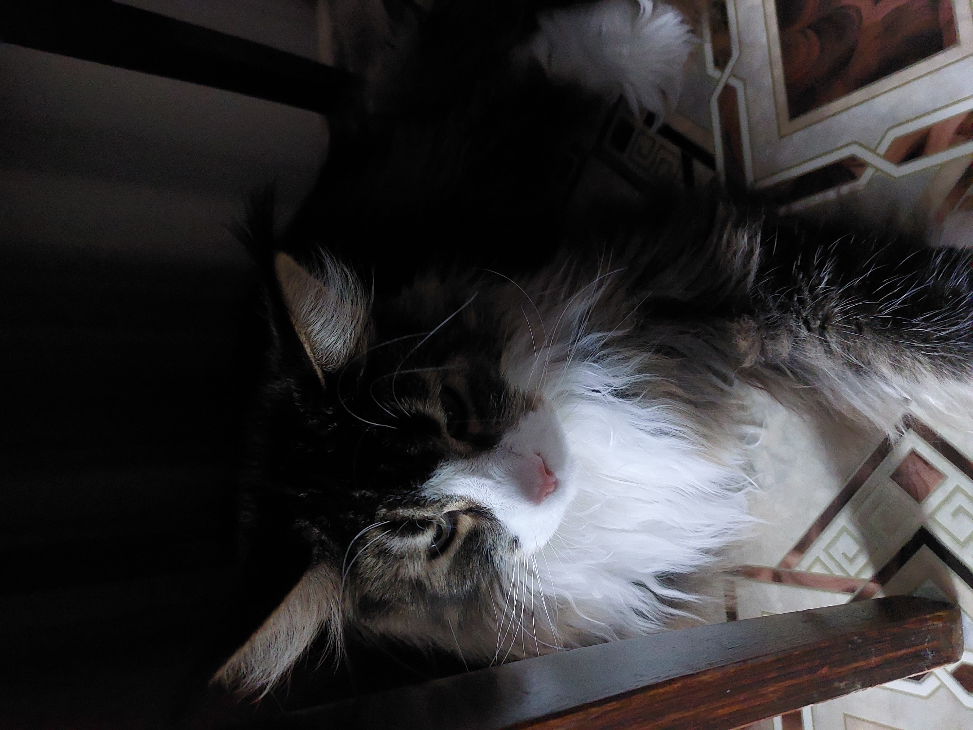A medium-shot photograph shows a partially obscured, fluffy, long-haired cat lying on what appears to be a tiled floor or surface, likely indoors. The cat has a predominantly white bib with darker fur on its head and body. The cat is resting in an area partially shadowed, with the other part illuminated showing a light colored surface with a brown geometric pattern on which the cat is lying. A dark-toned wooden edge is visible in the lower right corner of the frame, suggesting the cat is on a piece of furniture or possibly an elevated platform. The image originates from Большой Букор, Russia.