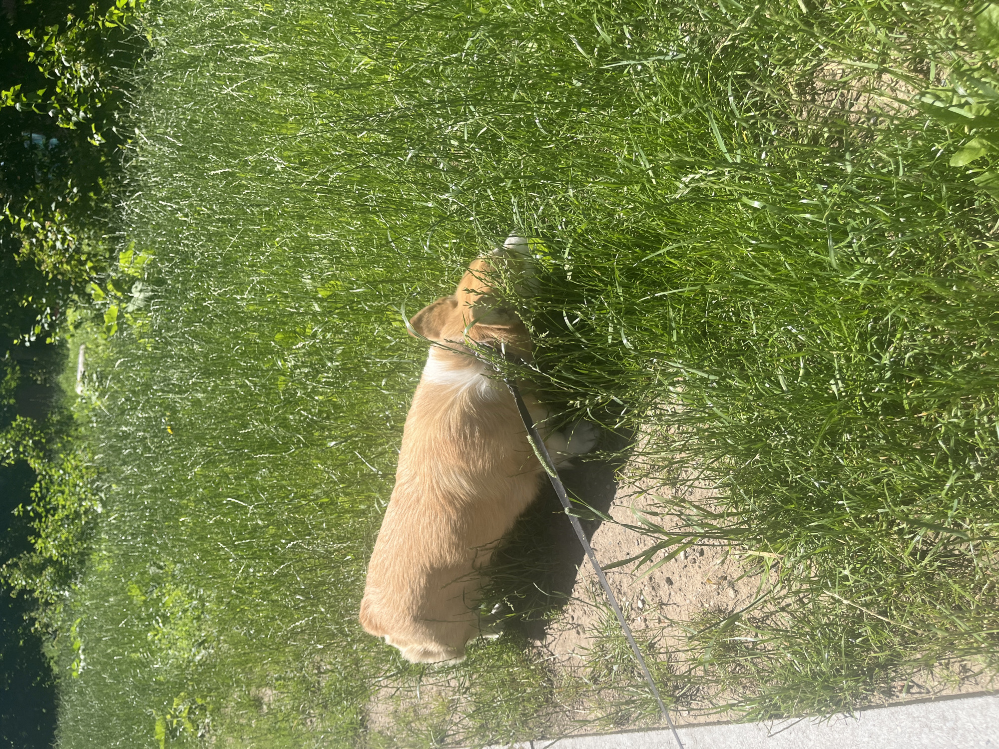 A corgi dog with tan and white fur is sniffing the ground in a patch of tall green grass. A black leash is attached to its collar. The dog is positioned to the right of a concrete path, and the background is filled with dense vegetation. The lighting suggests it is daytime.
