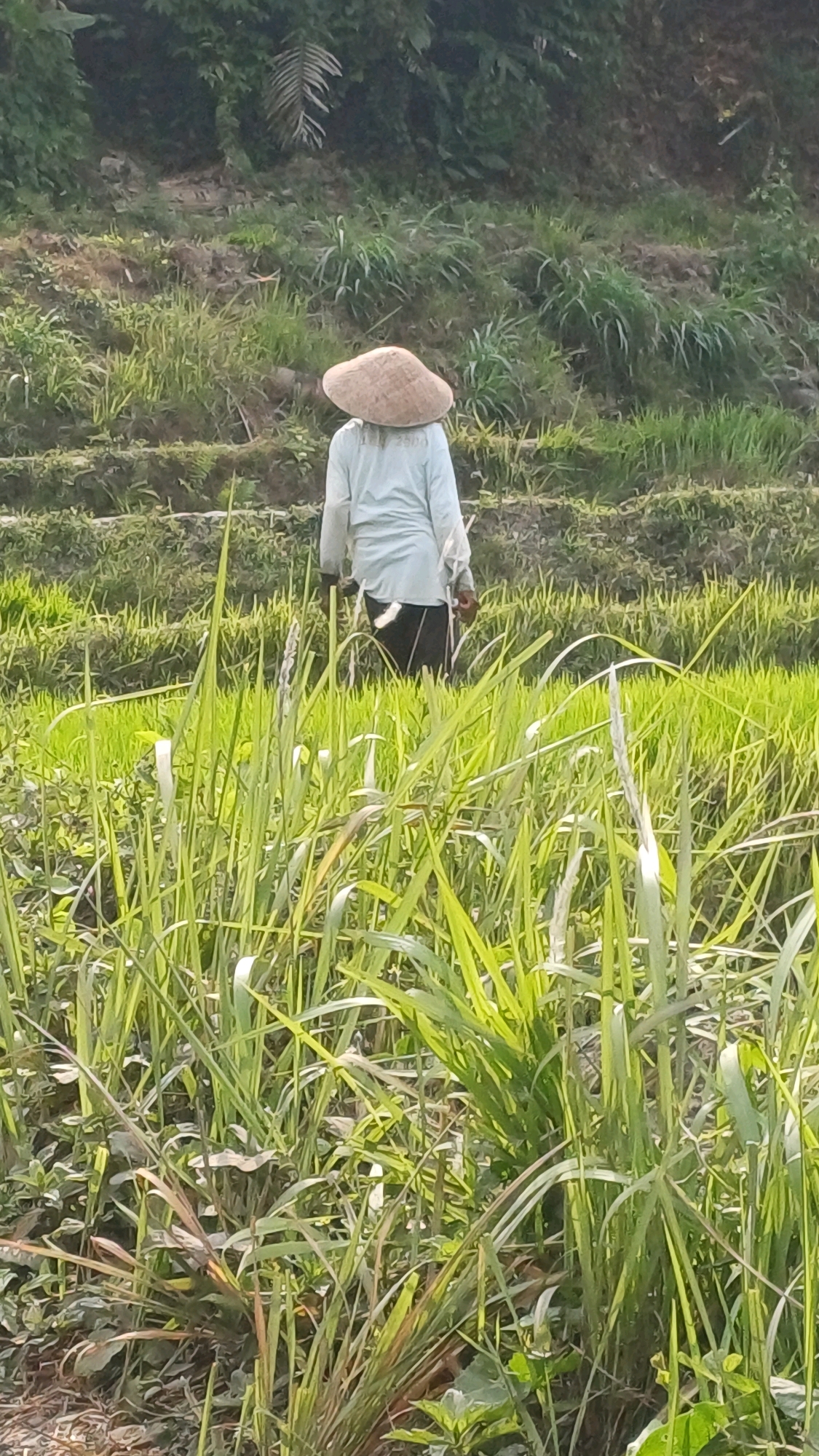 A person wearing a conical straw hat and a light-colored long-sleeved shirt walks through a lush green rice field. The person is facing away from the camera and appears to be walking towards the left side of the frame. The rice field is terraced, with a steeper, vegetated incline in the background. The sun is casting shadows, indicating it is likely daytime. The image was taken in Wonokerso, Indonesia.