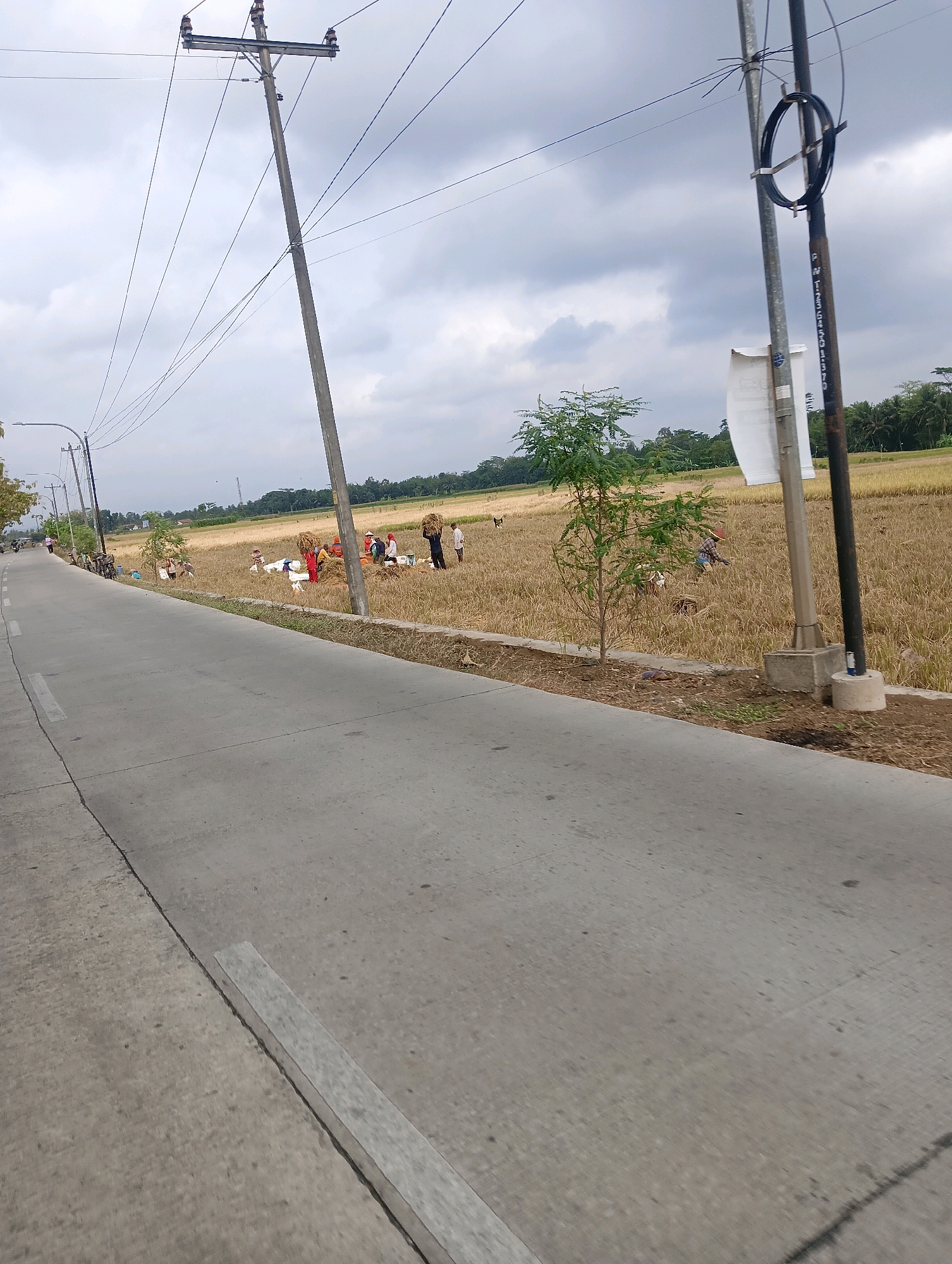 In Bokol, Indonesia, a paved road runs alongside a harvested rice field under a cloudy sky. Several individuals are present in the field, some carrying bundles of rice stalks and others appearing to be in the process of gathering or transporting the harvest. The scene is characterized by the dry, golden stubble of the rice field, with scattered trees and foliage visible in the background. Utility poles with overhead power lines are prominent along the roadside, indicating the presence of infrastructure. A few motorcycles are parked near the edge of the field, suggesting local transportation. The overall atmosphere is that of agricultural activity following a harvest.