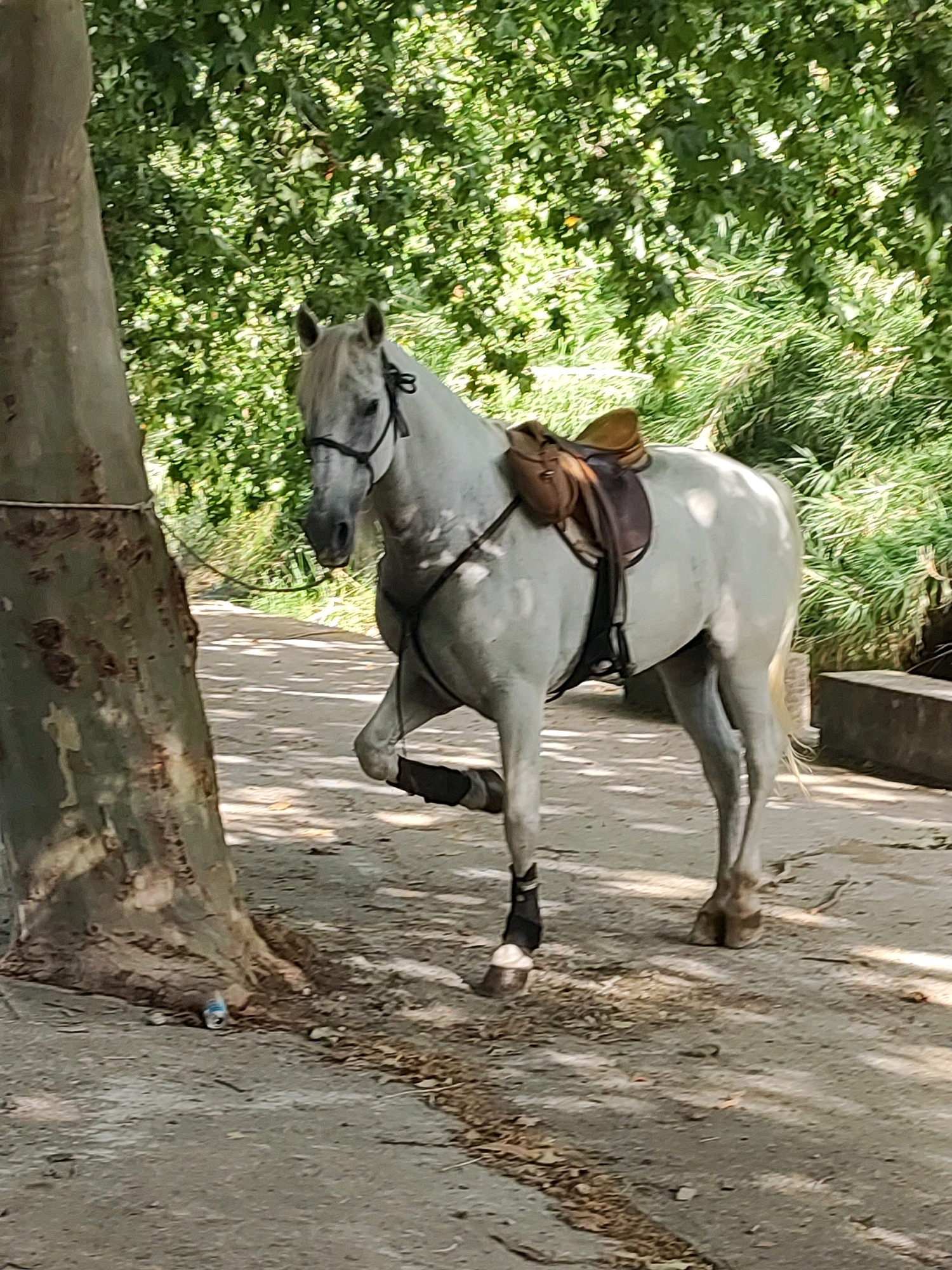 A light gray horse stands on a dirt path next to a large tree. The horse is wearing a brown saddle and a black bridle. It is facing to the right, with its head turned slightly towards the camera. The horse's left hind leg is raised. The background is filled with lush green foliage, suggesting an outdoor setting. The lighting indicates it is daytime, with dappled sunlight filtering through the leaves. The overall scene appears peaceful and natural.