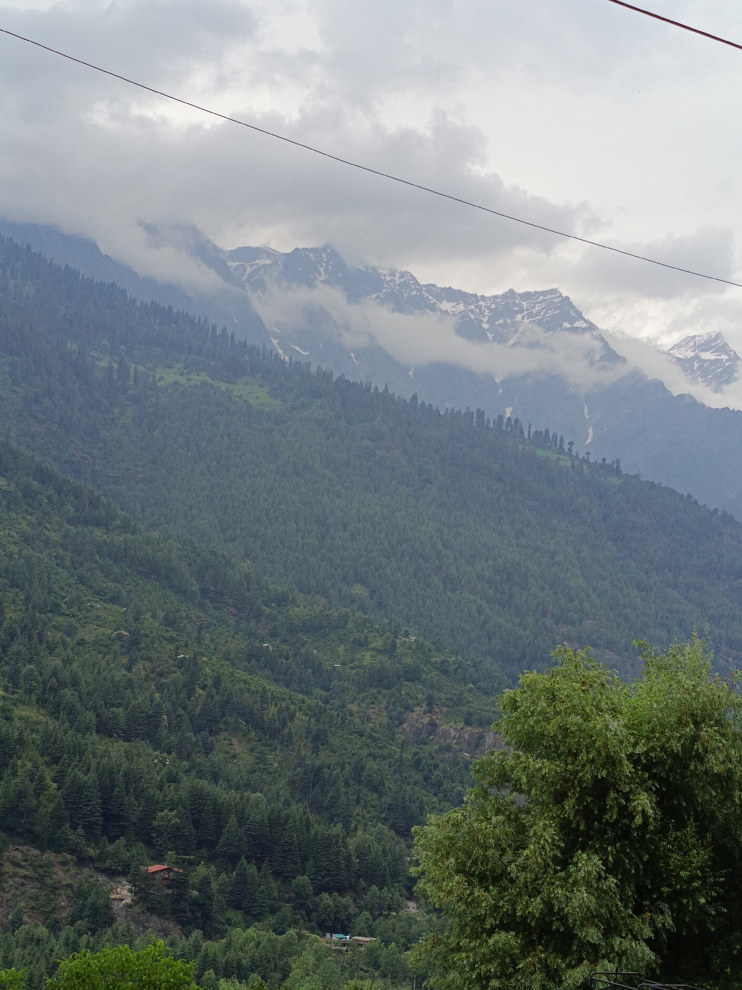 The image depicts a lush green mountainside in Vashisht, India, possibly during the monsoon season given the cloudy sky. The mountains are covered with dense pine trees, creating a vibrant, textured landscape. Snow-capped peaks are visible in the background, shrouded in clouds, suggesting a high altitude. A few small buildings, including a red-roofed structure, are nestled into the slopes, indicating human habitation. A single black wire stretches diagonally across the upper portion of the frame, a common sight in mountainous regions. The foreground features a large, leafy green tree, partially obscuring the view of the mountain. The overall impression is one of natural beauty and a serene mountain environment.