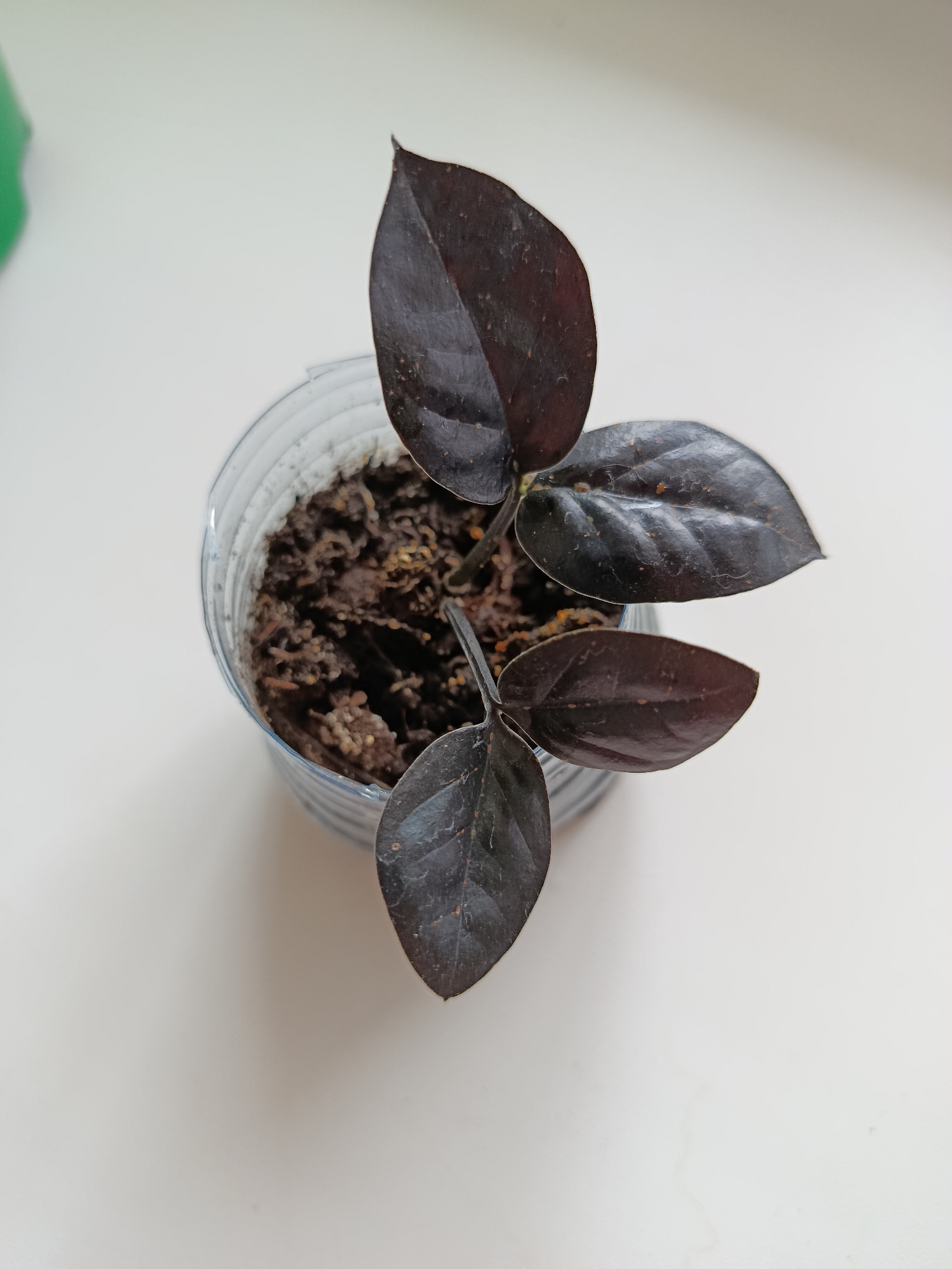 A small houseplant with dark, reddish-brown leaves is shown in a clear plastic pot filled with dark soil. The pot is placed on a white surface, possibly a windowsill, near a blurred green object. The plant has several leaves that are slightly curled and appear to have some speckling or dust on them. The lighting suggests it is daytime. This image is not geo-tagged and cannot be placed in Saratov, Russia.