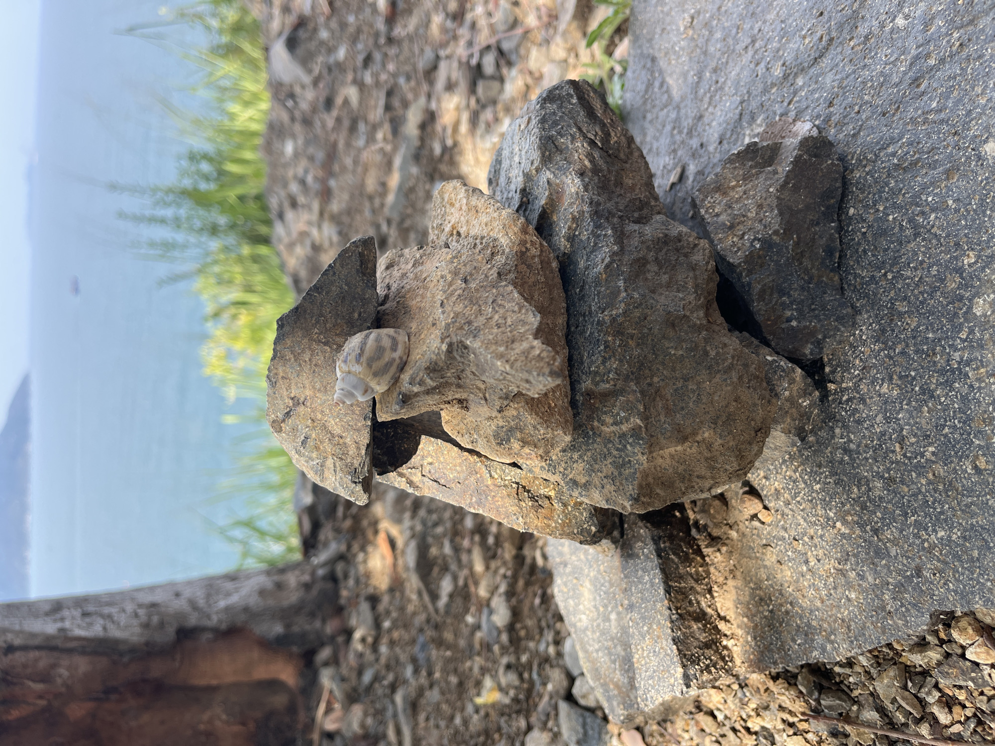 A still life image taken near a body of water in Bac Nha Trang Ward, Vietnam, features a collection of rocks. On the left side of the composition, a tan snail shell is attached to a light brown rock fragment. Several other rocks of varying sizes and shades of brown and gray are arranged around it. In the background, blurred vegetation and the pale blue water of a bay are visible. The ground around the rocks is composed of gravel and debris.