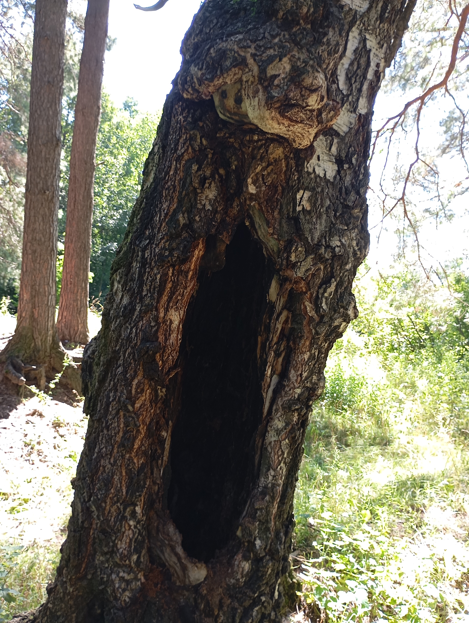 The image displays a large, hollow tree trunk in a wooded area. The tree is textured with rough bark and a prominent, dark cavity. In the background, two other trees are visible, along with green foliage and dappled sunlight. The scene appears to be outdoors and natural, with no indication of specific urban features beyond what might be expected in a park or forested area on the outskirts of a city like Chaikovsky, Russia. There are no people or animals present in the image.