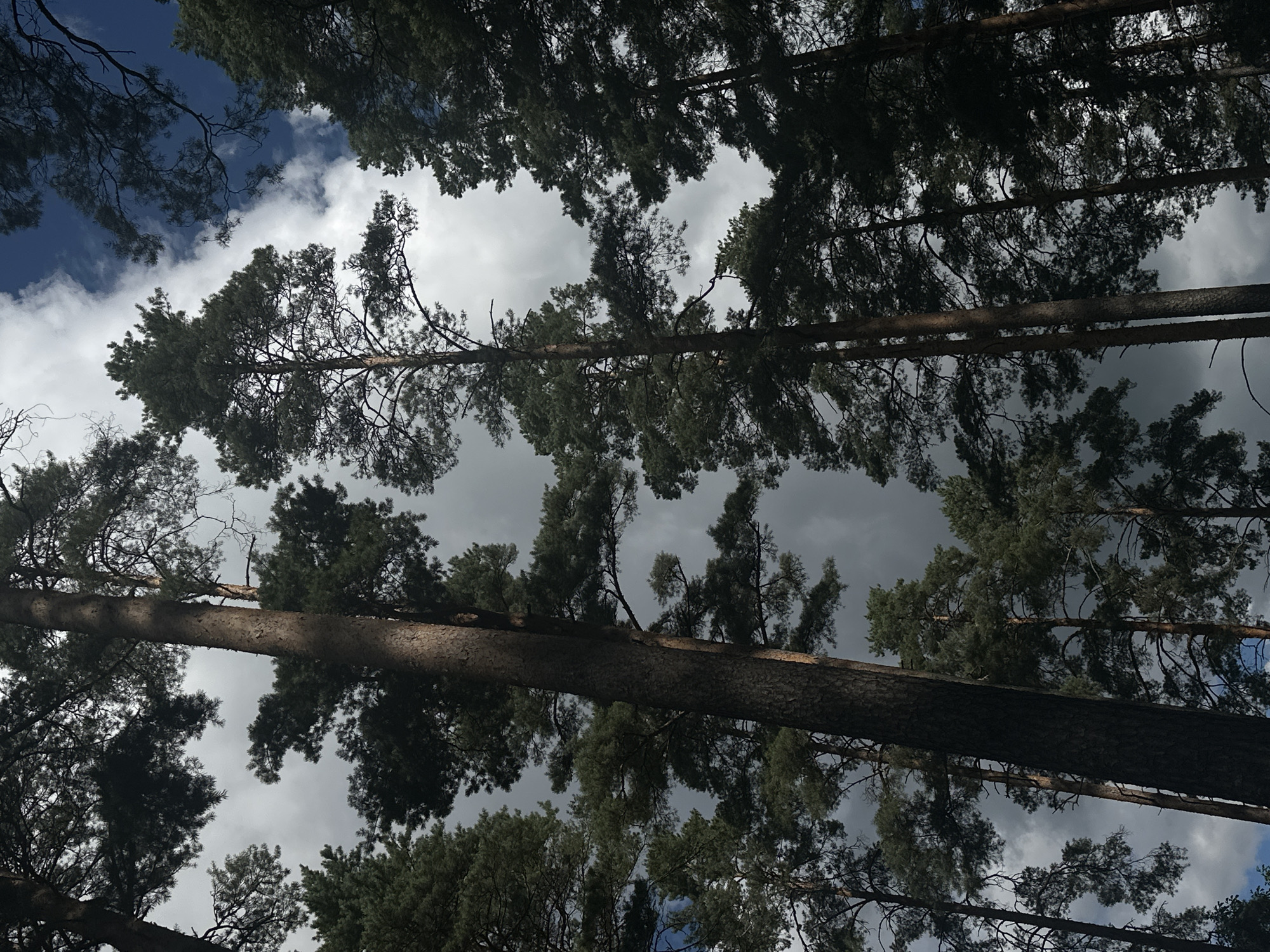 A low-angle shot looking up through tall coniferous trees in Massiv Koloskovo, Russia. The sky above is a mix of dark, dramatic clouds and patches of bright blue sky. The tree trunks are rough and brown, with their branches and dark green needles reaching towards the sky. Some of the trees are silhouetted against the brighter parts of the sky, while others are more illuminated by diffused light. The scene conveys a sense of the vastness of the forest and the power of nature. There are no people or visible animals in the image.