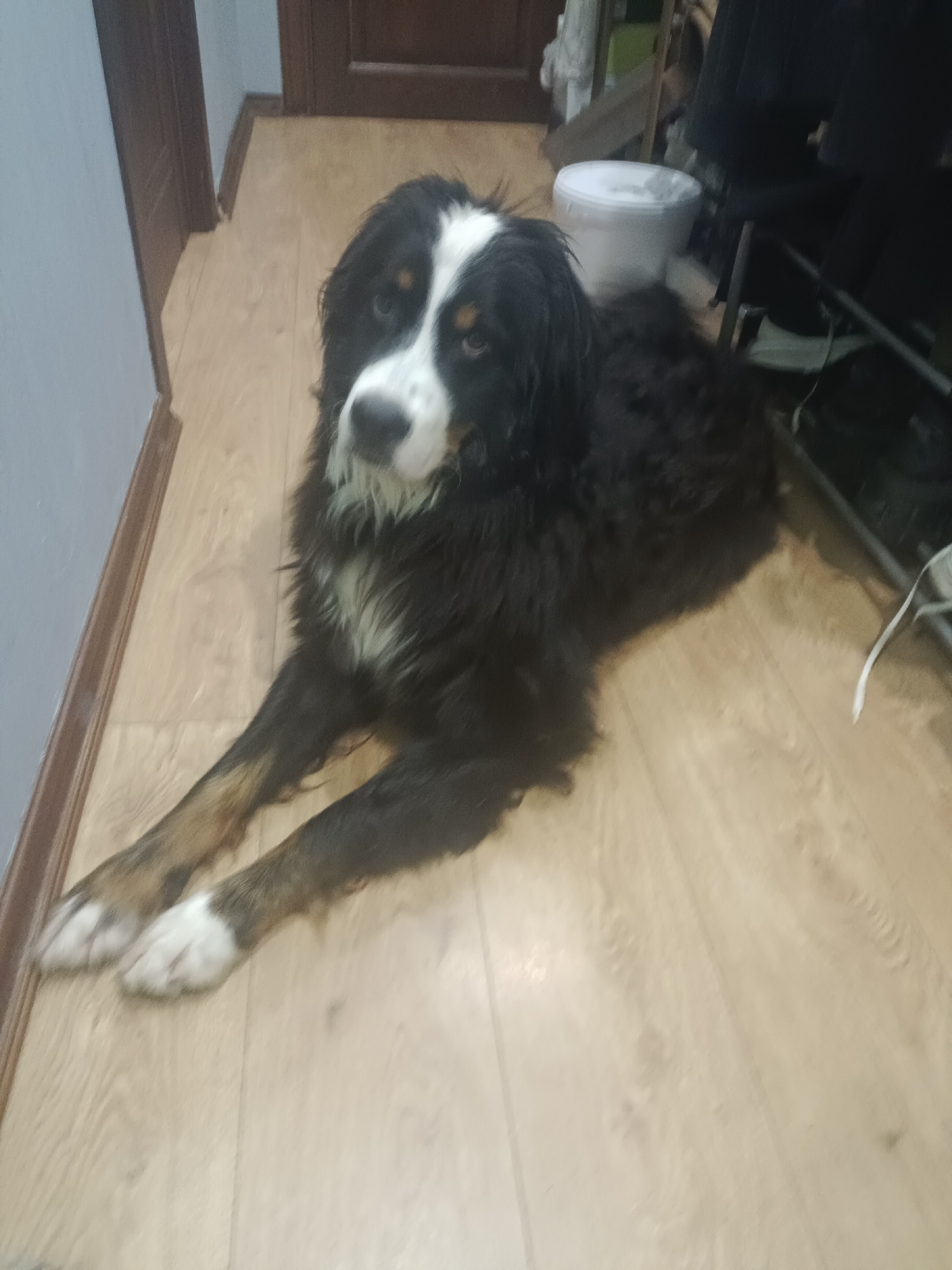 A Bernese Mountain Dog lies on a light-colored wooden floor. The dog is black with white and tan markings on its face and chest, and tan markings on its legs. Its front paws are white. The dog is facing towards the camera and appears to be resting. The background is slightly out of focus, showing a wall with wooden trim, and some indistinct objects that could be furniture or storage. The lighting is dim, suggesting an indoor setting, possibly a home. There is no indication of the specific location within Moscow, Russia.