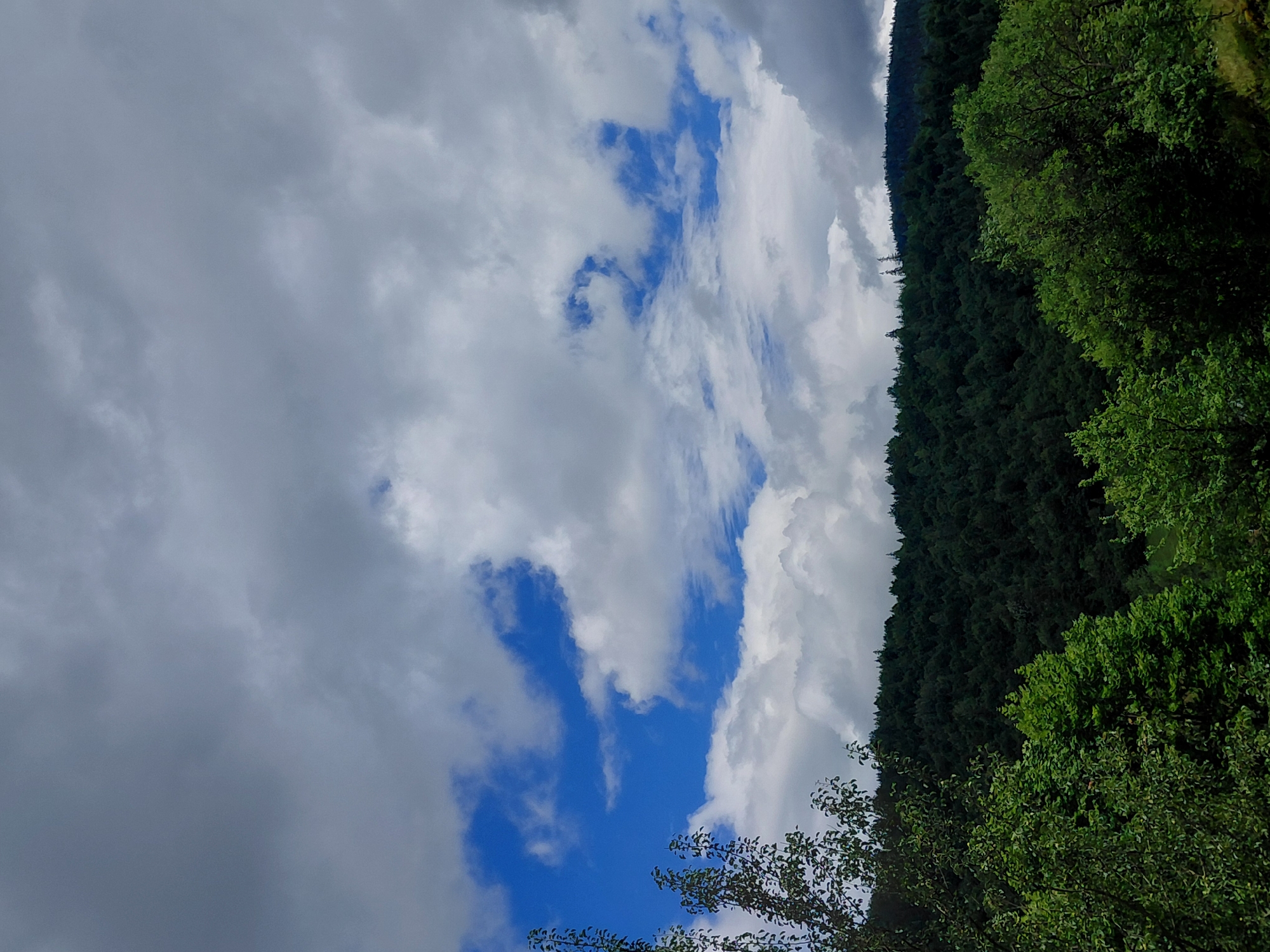 This image depicts a natural landscape, likely in the vicinity of Chernivtsi, Ukraine, given the lush, dark green forested hills that dominate the middle ground. The foreground features the tops of vibrant green trees, with some branches and leaves visible on the left and right sides, suggesting a viewpoint from slightly elevated ground or looking upwards. Above the treeline, a dramatic sky unfolds, characterized by a mix of bright blue sky and large, billowing clouds. The clouds vary in shade, with some appearing white and fluffy, indicative of fair weather, while others are darker and more ominous, hinting at potential rain or a coming storm. The overall impression is one of a serene yet dynamic natural environment.