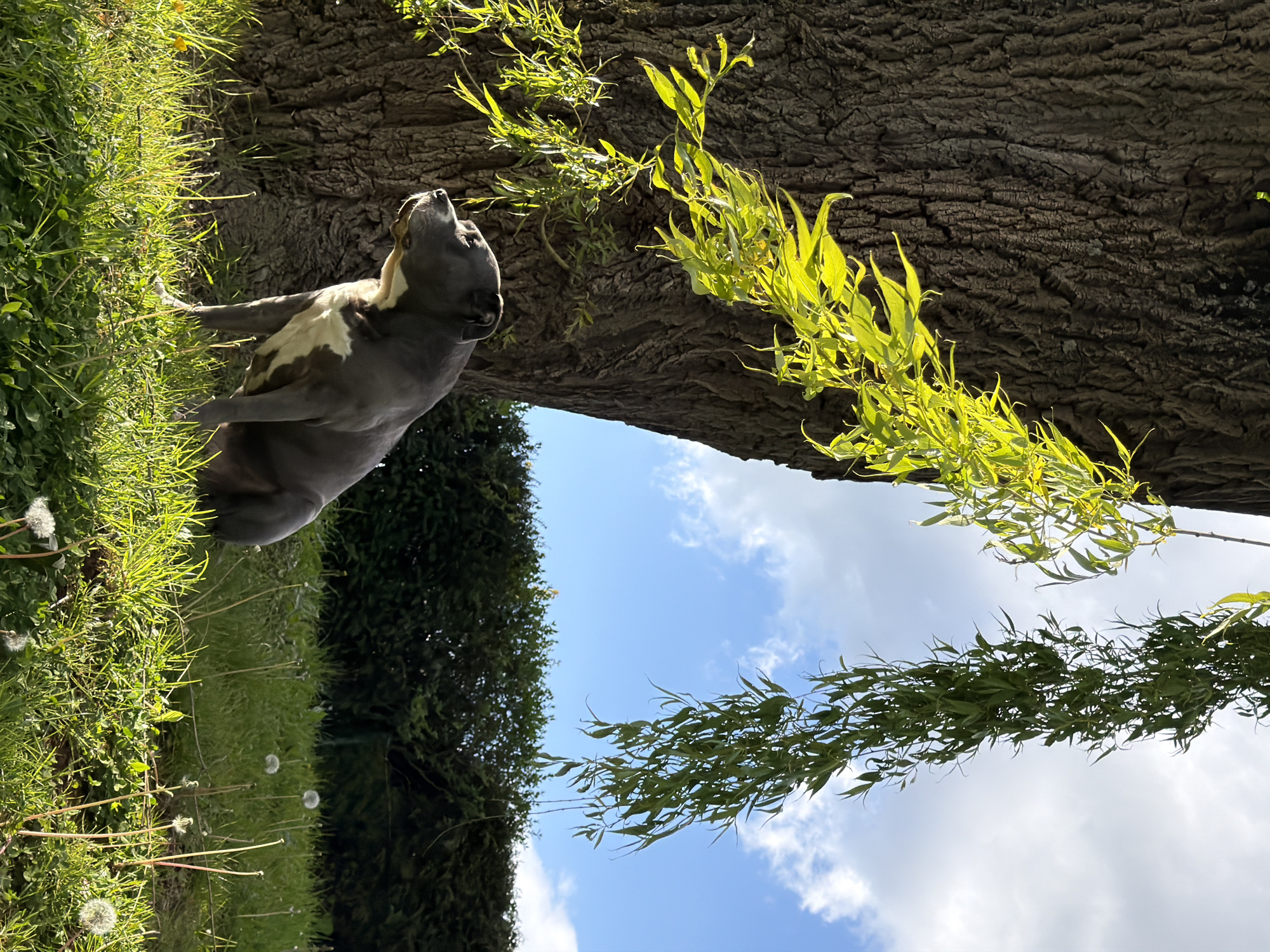 A blue-grey and white dog stands on vibrant green grass, its head tilted upwards, gazing intently towards something above. The dog has distinct white markings on its chest and face. To the right, a massive tree trunk with rough, dark bark dominates the upper portion of the scene. Bright, sunlit green leaves and branches extend from this tree, catching the light and contrasting with the darker bark.
The ground around the dog is covered in lush, green grass, speckled with several white dandelion seed heads. In the mid-ground and background, a clear blue sky with fluffy white clouds is visible, flanked by darker green foliage of other trees or bushes on the left and a continuation of green leaves on the right. The scene is bathed in bright, natural sunlight, indicating a clear day. The overall setting is an outdoor natural environment, located in Esch-sur-Alzette, Luxembourg. There is no visible text.