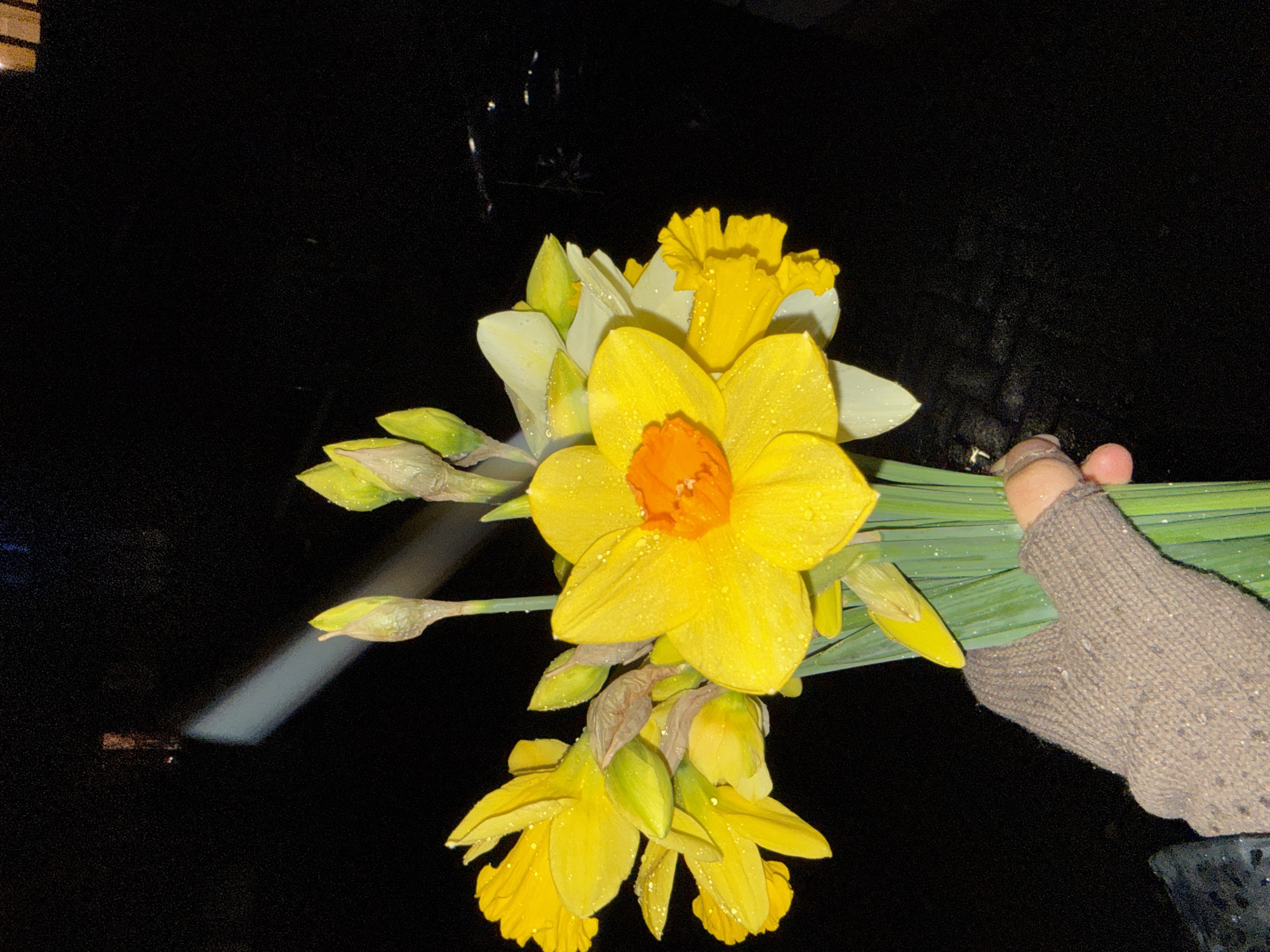 This image, taken at night in Great Yarmouth, United Kingdom, features a partial view of a person holding a bouquet of daffodils. The lower part of an arm, clothed in a brown or heather grey knitted sleeve, is visible, with fingers grasping the green stems of the flowers. A small ring is present on the pinky finger. The bouquet consists of approximately 15-20 daffodils, many of which are in full bloom with bright yellow petals and distinct orange coronas, while others are still in bud form. Water droplets are clearly visible on the petals, leaves, and stems of the flowers, and also on the knitted sleeve. The background is predominantly black, indicating darkness, with a faint, elongated, upward-sloping streak of white light visible in the upper left quadrant. A very faint, indistinct, warm-toned rectangular shape is barely discernible in the far upper-left background.