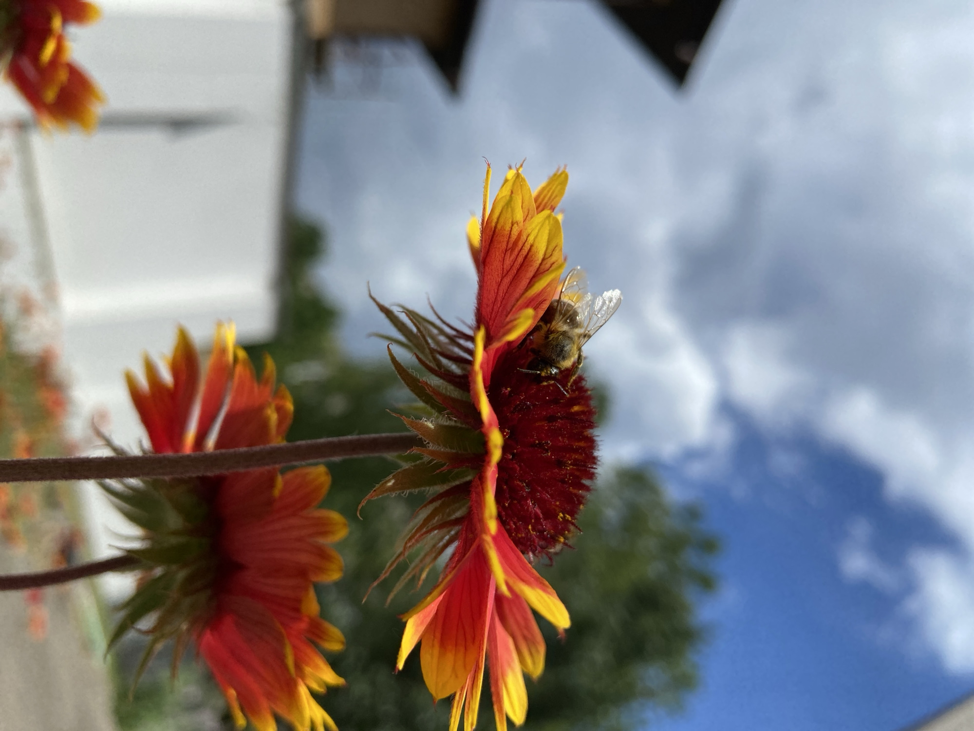A bee is perched on a bright red and yellow flower, its wings slightly raised. The flower is in focus, with its petals fanning out. In the background, the sky is a mix of blue and cloudy white, with green trees visible. A blurred building is also present in the background. The image is taken from a low angle, looking up at the flower and bee.