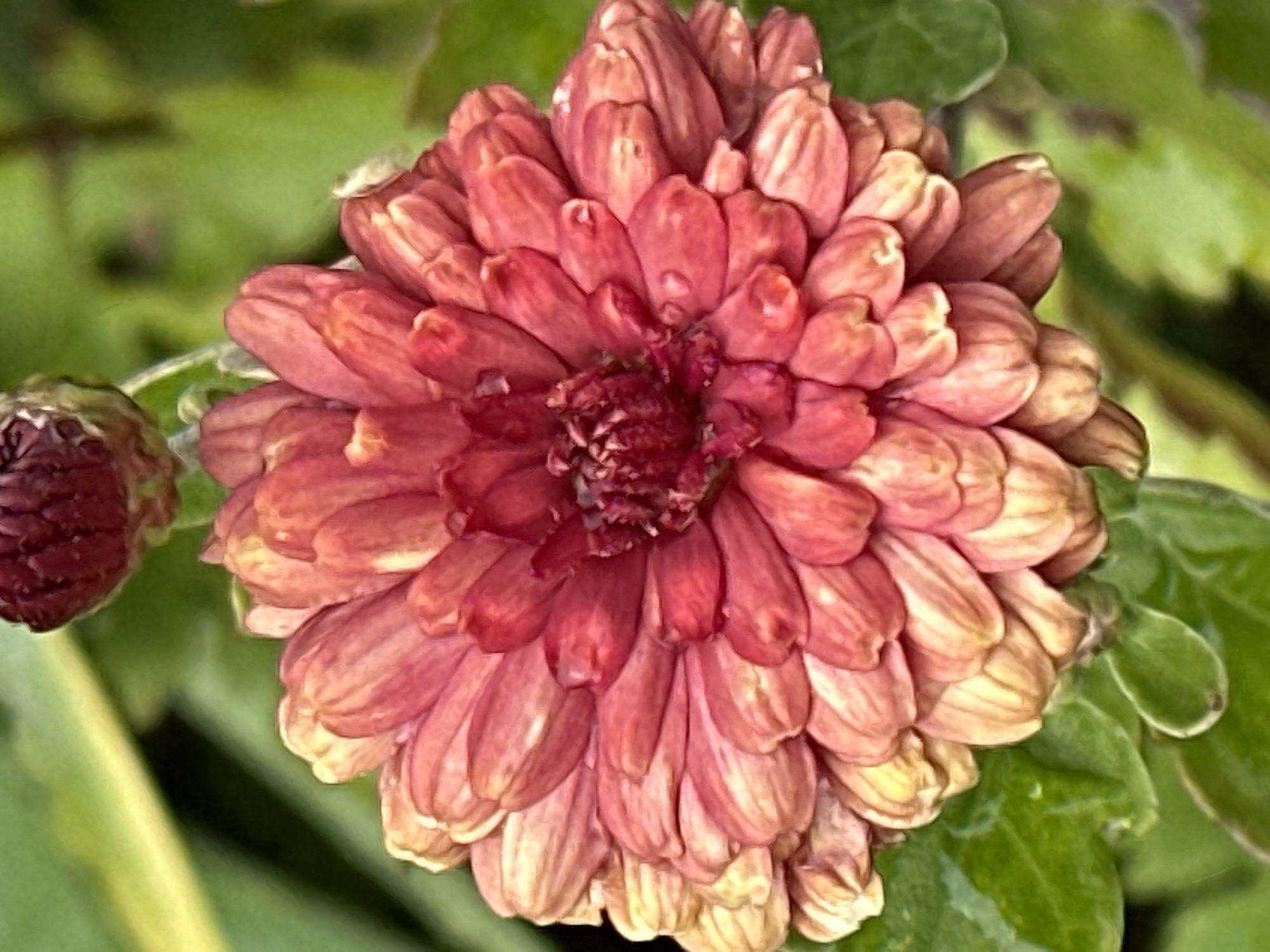 A close-up, high-angle shot showcases a vibrant, fully bloomed pink dahlia flower. Its numerous petals, varying in shade from deep coral at the center to a lighter, almost peachy hue at the edges, are tightly layered, creating a textured, multidimensional appearance. Some petals exhibit a slight curl or wave. At the very center of the bloom, a darker, richer maroon hue is visible, suggesting the flower's reproductive parts. The background is a soft blur of green, hinting at foliage, and a small, unopened bud of a similar dark maroon color is present in the upper left portion of the frame. The lighting appears to be natural, casting subtle shadows that accentuate the flower's form. The image does not contain any people or elements that suggest a specific urban environment like Podolsk, Russia; it is purely a botanical study of the flower.