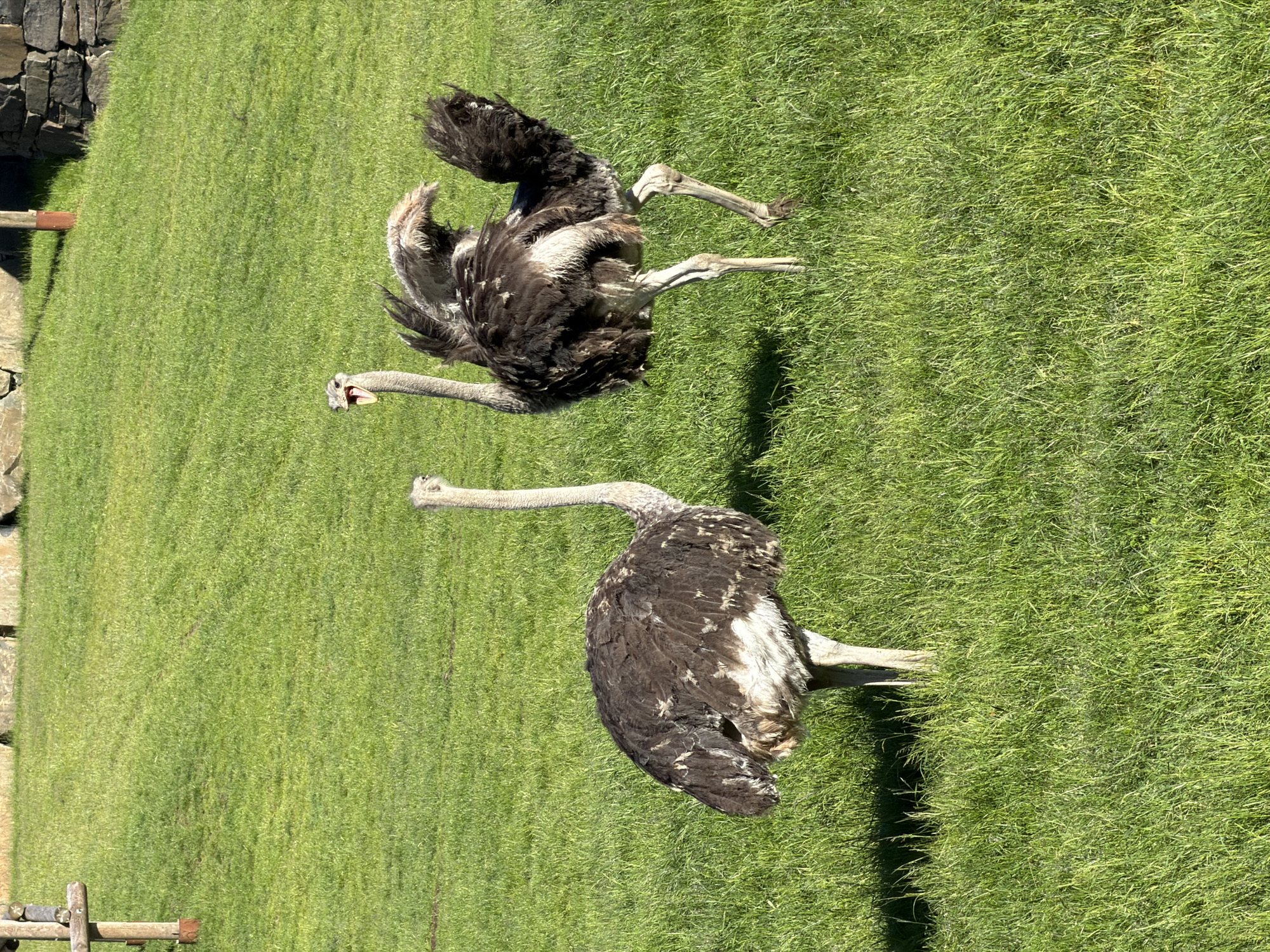 The image displays two ostriches (Struthio camelus) situated within a large, brightly illuminated grassy enclosure, characteristic of an animal habitat such as the Kristiansand Zoo and Amusement Park (Dyreparken i Kristiansand) in Kristiansand, Norway.
The ostrich on the left stands in the foreground, facing slightly right, with its head turned to the right as if observing the second ostrich. Its plumage is predominantly dark brown and black across its body, with lighter, off-white feathers on its underside and upper legs. It possesses a long, slender, light grey neck and a small head. Two sturdy, light-colored legs are visible, supporting its weight on the green grass. This ostrich casts a distinct, elongated shadow to its left.
The ostrich on the right is positioned further back and slightly to the right, oriented towards the left. Its head is angled, and its beak is open, revealing a pinkish interior, indicating vocalization or a display. Its body plumage is dark brown and black, similar to the first ostrich, but its feathers, particularly on its back and wings, appear ruffled and elevated, suggesting active movement or an agitated state. One of its strong, light-colored legs is visibly lifted from the ground, implying a step or a gesture. This ostrich also casts a pronounced shadow to its left.
The ground consists of vibrant green grass, appearing healthy and relatively dense, with minor variations in height. Strong sunlight illuminates the scene from the upper right, creating sharp, dark shadows. In the upper left background, a light brown wooden post with a horizontal crossbeam is visible, suggesting part of a fence or structure. In the upper right background, a dark, irregularly stacked stone wall is partially visible, obscured by another wooden post. The overall scene depicts an outdoor animal enclosure under clear, sunny conditions.
