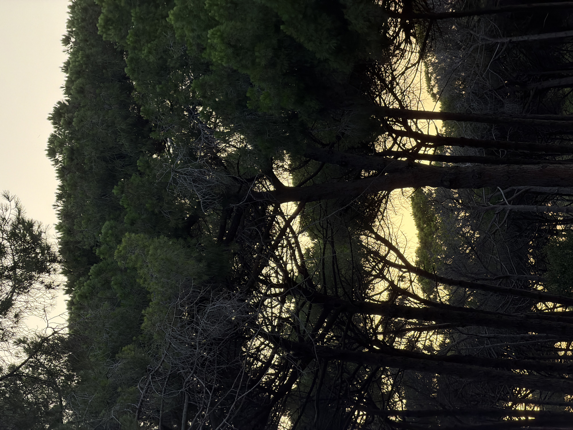 The image depicts a dense forest of pine trees silhouetted against a pale yellow sky, characteristic of a sunset or sunrise. The foreground is dominated by dark, gnarled tree trunks and branches, with their intricate patterns creating a complex network against the brighter background. The upper portions of the trees, closer to the sky, are a deep green, indicating dense foliage.
While the image strongly suggests an outdoor natural setting, it does not contain any explicit visual information that would allow for precise identification of its location within the city of Alghero, Italy. There are no landmarks, signs, or distinctive architectural elements present to connect it to a specific area. The scene is entirely focused on the forest itself. No people, animals, or man-made objects are visible. The environment is solely the natural one of the pine forest.