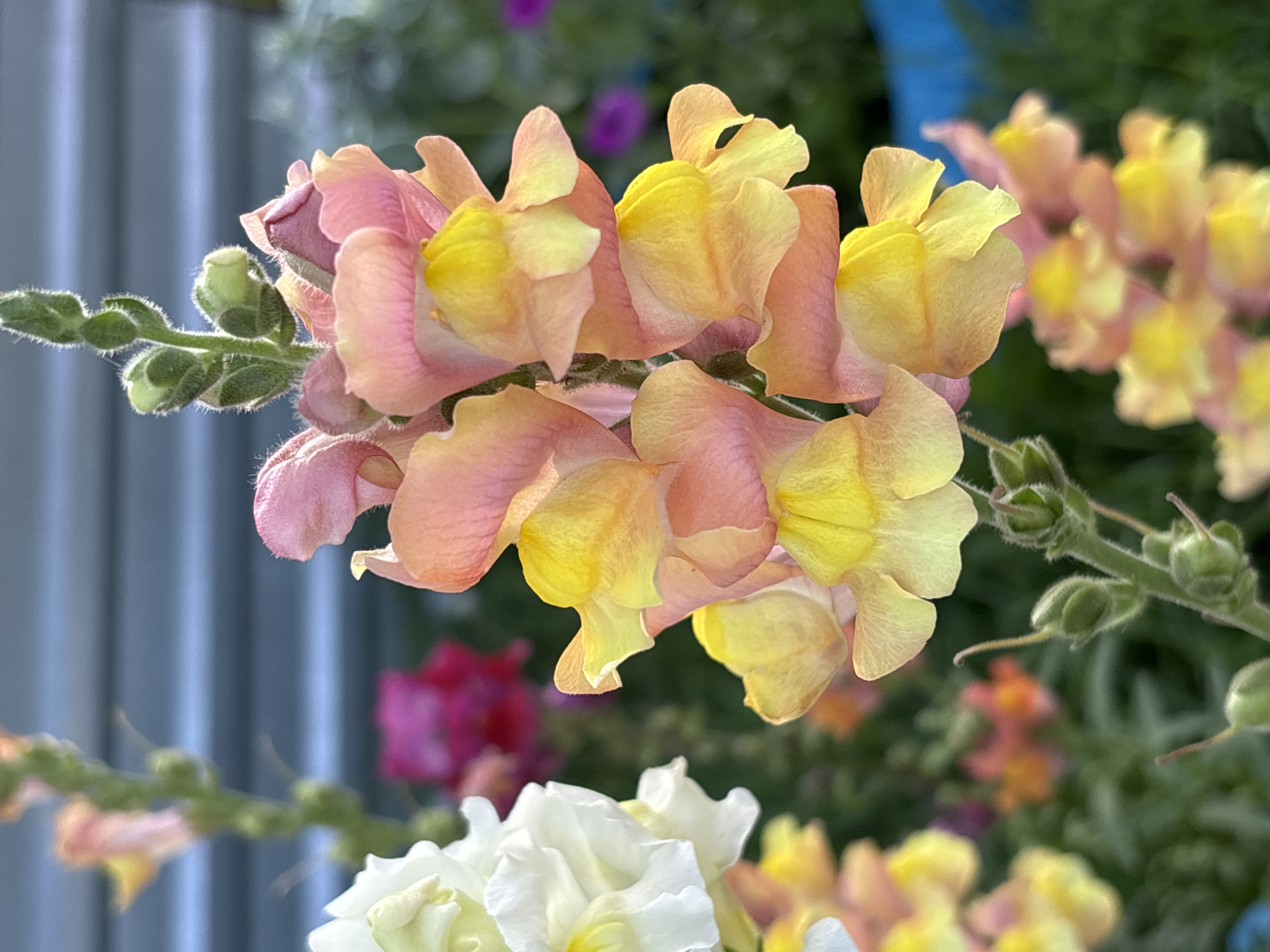 A close-up, vertical shot captures a stem of snapdragon flowers in bloom. The flowers are a mix of soft pink and yellow hues, with delicate, velvety petals. Some of the flowers are fully open, revealing their inner yellow centers, while others are still in bud stage, their green sepals tightly closed. The background is softly blurred, with hints of other flowers in various colors like white, pink, and purple. A faint blue structure is visible in the upper right corner. The scene is outdoors, likely in a garden, given the presence of multiple flowering plants. The lighting suggests it is daytime, possibly late afternoon due to the warm tones of the flowers. The location is identified as Voroshilovka, Kazakhstan.