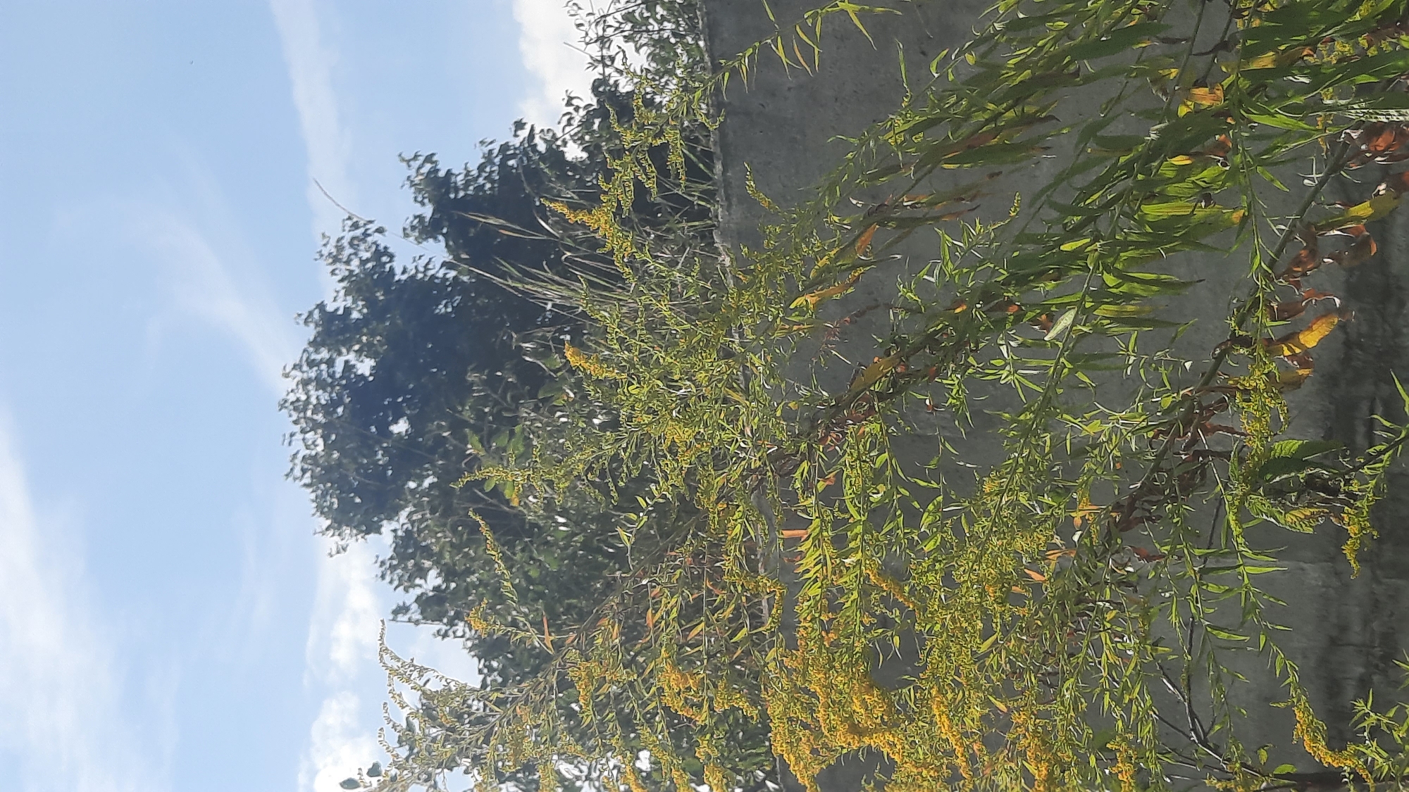 A tall, narrow, vertical shot shows a plant with small yellow flowers and long, thin green leaves in the foreground. The plant is set against a rough, grey concrete wall. Behind the wall, out of focus, are dark green trees. Above the trees, the sky is blue with some thin white clouds. The scene appears to be outdoors, possibly in a garden or park, in the city of Shklow, Belarus, judging by the context of the prompt. No people are visible in the image. The lighting suggests it is daytime, with sunlight illuminating the plant.