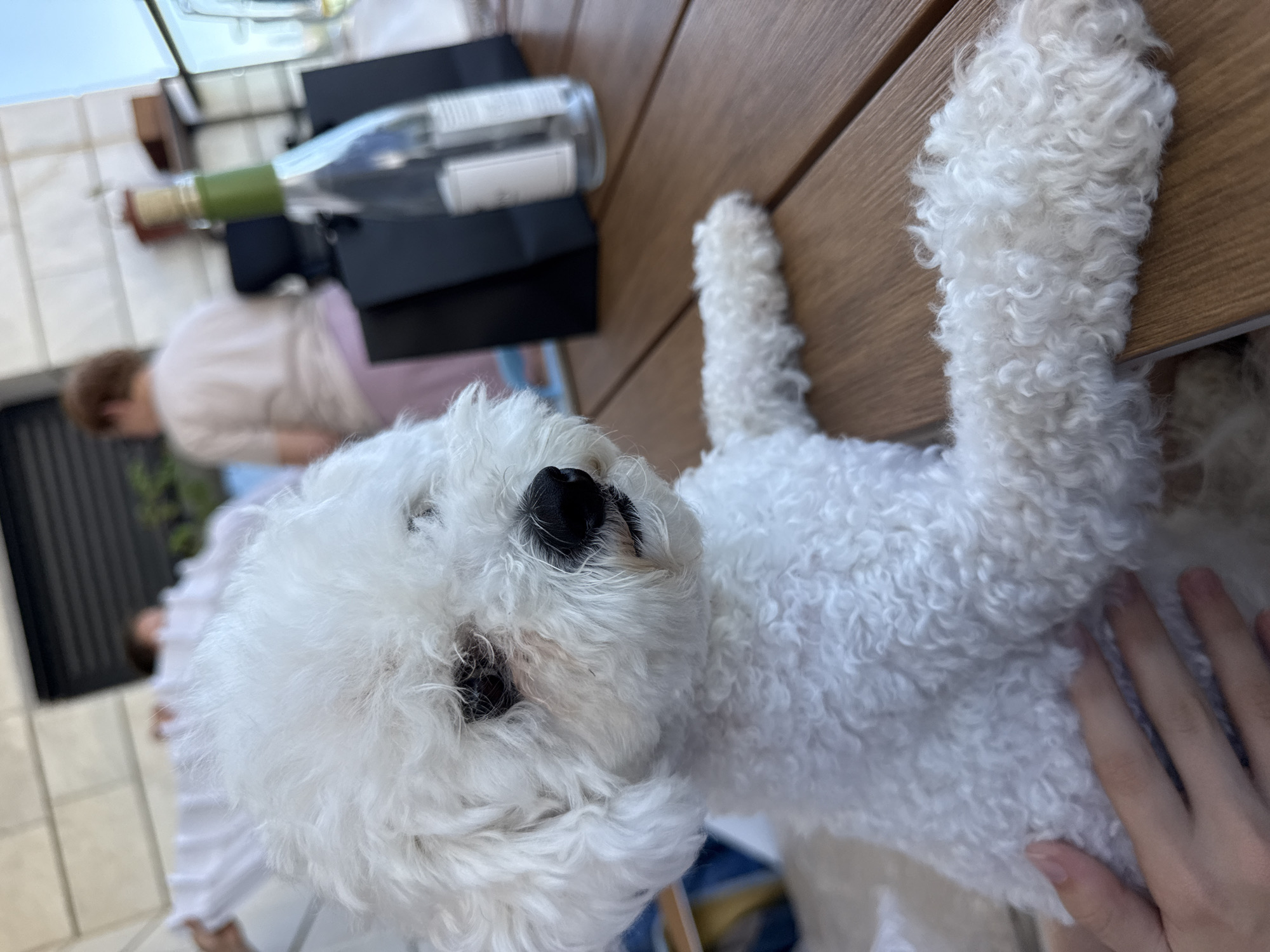 A white Bichon Frise dog is sitting on a wooden table, leaning forward with its front paws resting on the table. Its fur is curly and white, and its black nose is visible. In the background, out of focus, are several people and a bottle of wine on the table. The scene appears to be outdoors, possibly on a patio or balcony.