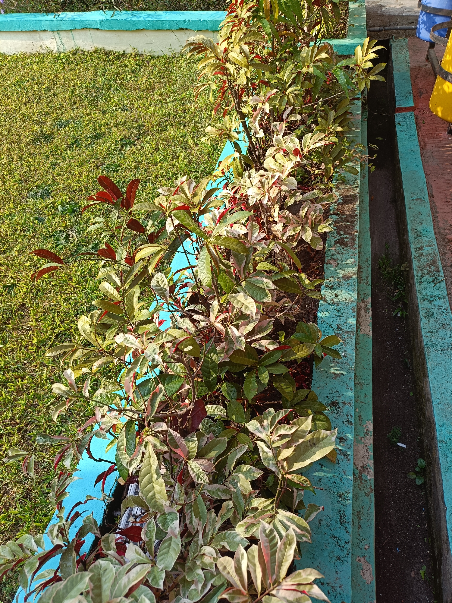 The image depicts an outdoor scene with a garden bed featuring a variety of plants. The plants have variegated leaves, exhibiting shades of green, cream, and red. They are planted in a raised planter box with a teal-colored border. To the left of the planter is a patch of green grass. To the right of the planter, there is a narrow, dark channel or ditch, possibly a drainage channel, bordered by concrete or stone. Beyond the ditch, there are hints of a red-bricked surface and some blue and yellow objects, possibly chairs or bins, suggesting an urban or park-like setting. The lighting indicates it is daytime, with shadows cast by the plants. The overall scene is well-lit and appears to be a section of a public park or a garden in Kediri City, Indonesia.