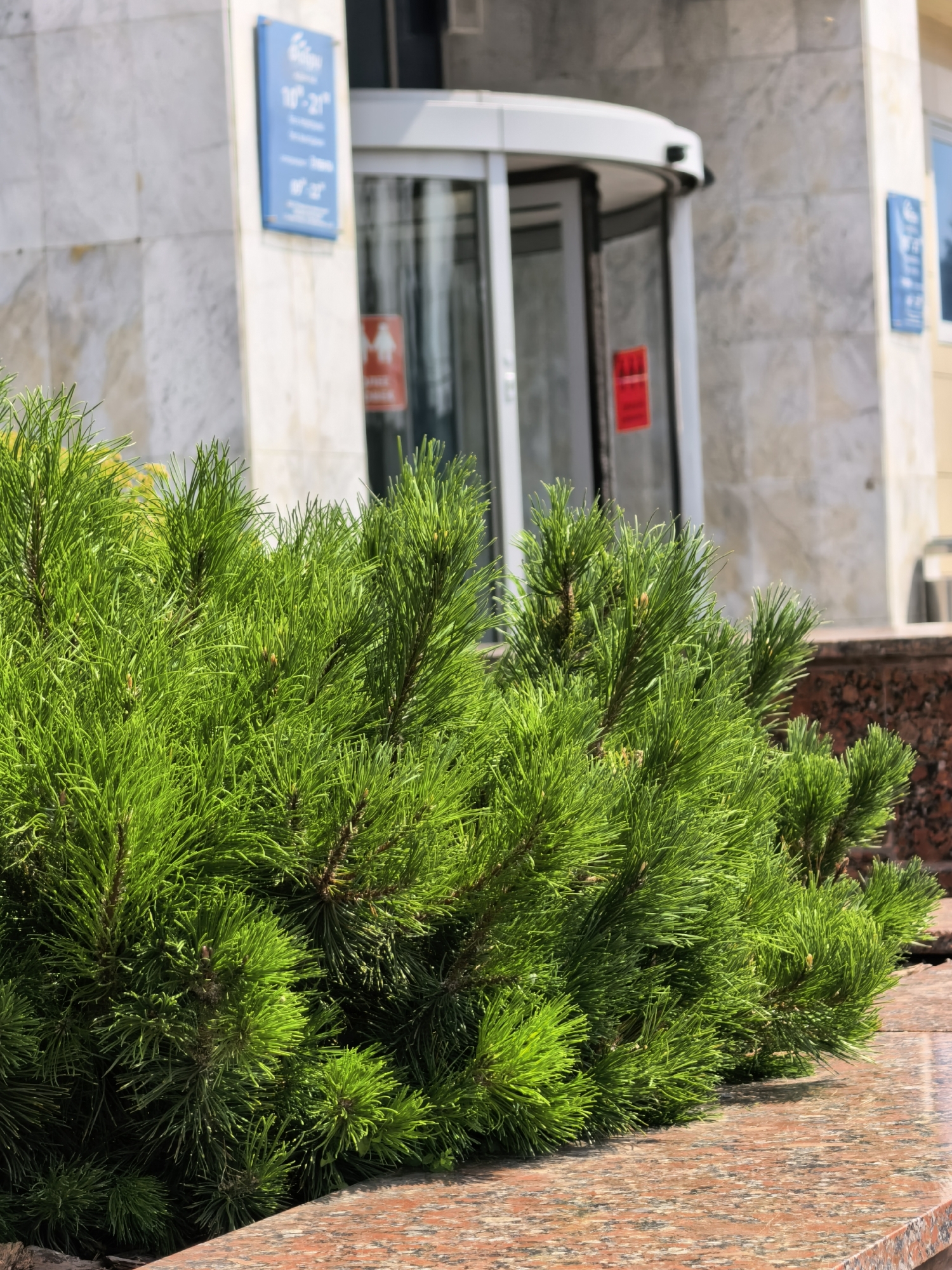 The image shows a close-up view of a vibrant green pine tree in the foreground, with its needles sharply in focus. Behind the tree, a modern building with a marble facade is visible, featuring a revolving glass door and several signs. One sign, a blue rectangular one with white text, displays business hours. Another red sign with a white pictogram is affixed to the glass door. The ground in the foreground is a speckled red and black granite surface. The setting appears to be a commercial or office building in Sterlitamak, Russia, given the context provided.