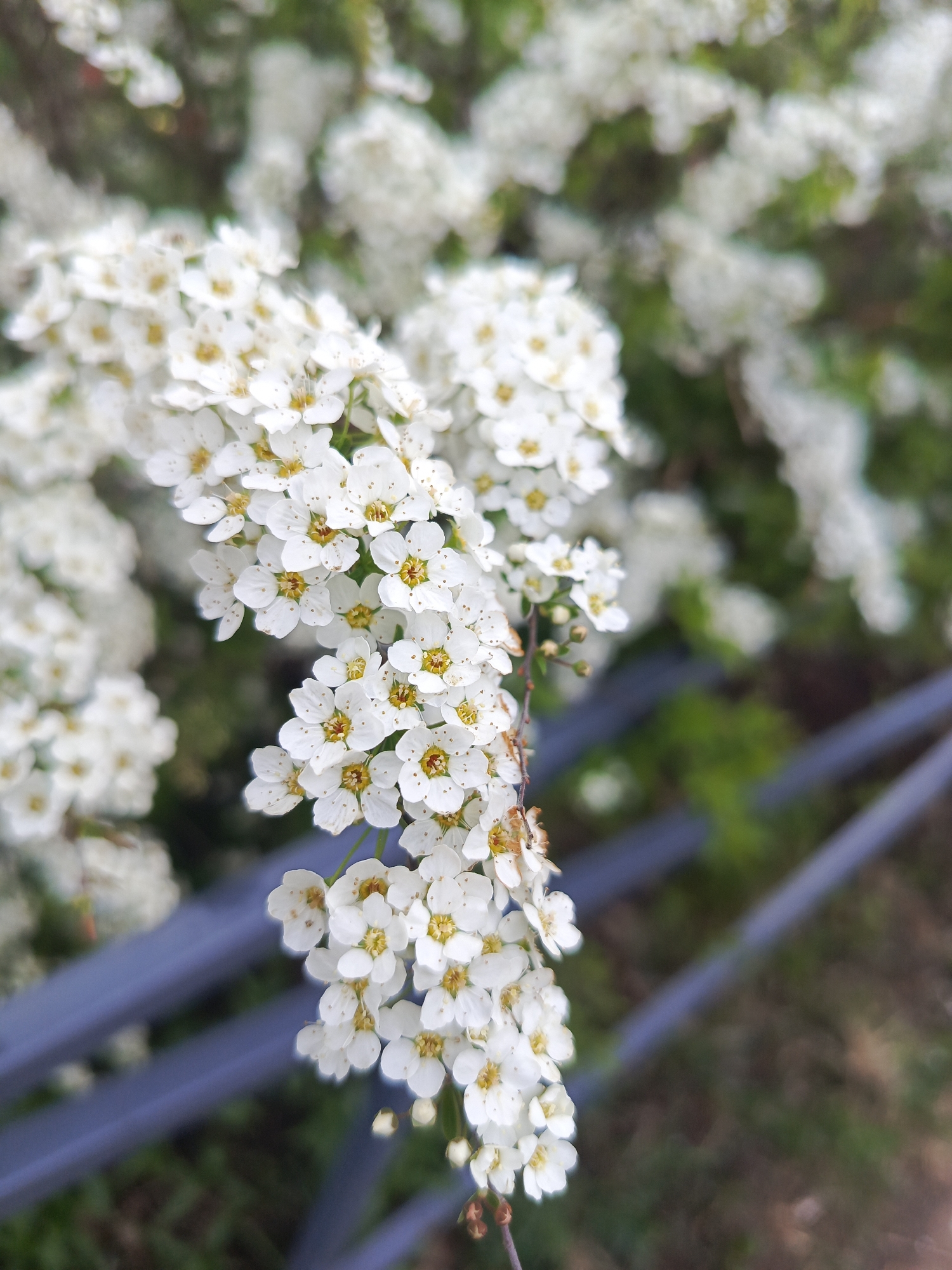 The image features a close-up of a branch of small white flowers, likely Spiraea, densely clustered together with yellow stamens, against a blurred background. A section of a gray metal fence or railing is visible behind the flowers. The background is out of focus, displaying more of the flowering bush and hints of brown and green foliage. The scene appears to be outdoors. The location is Unknown, Unknown.