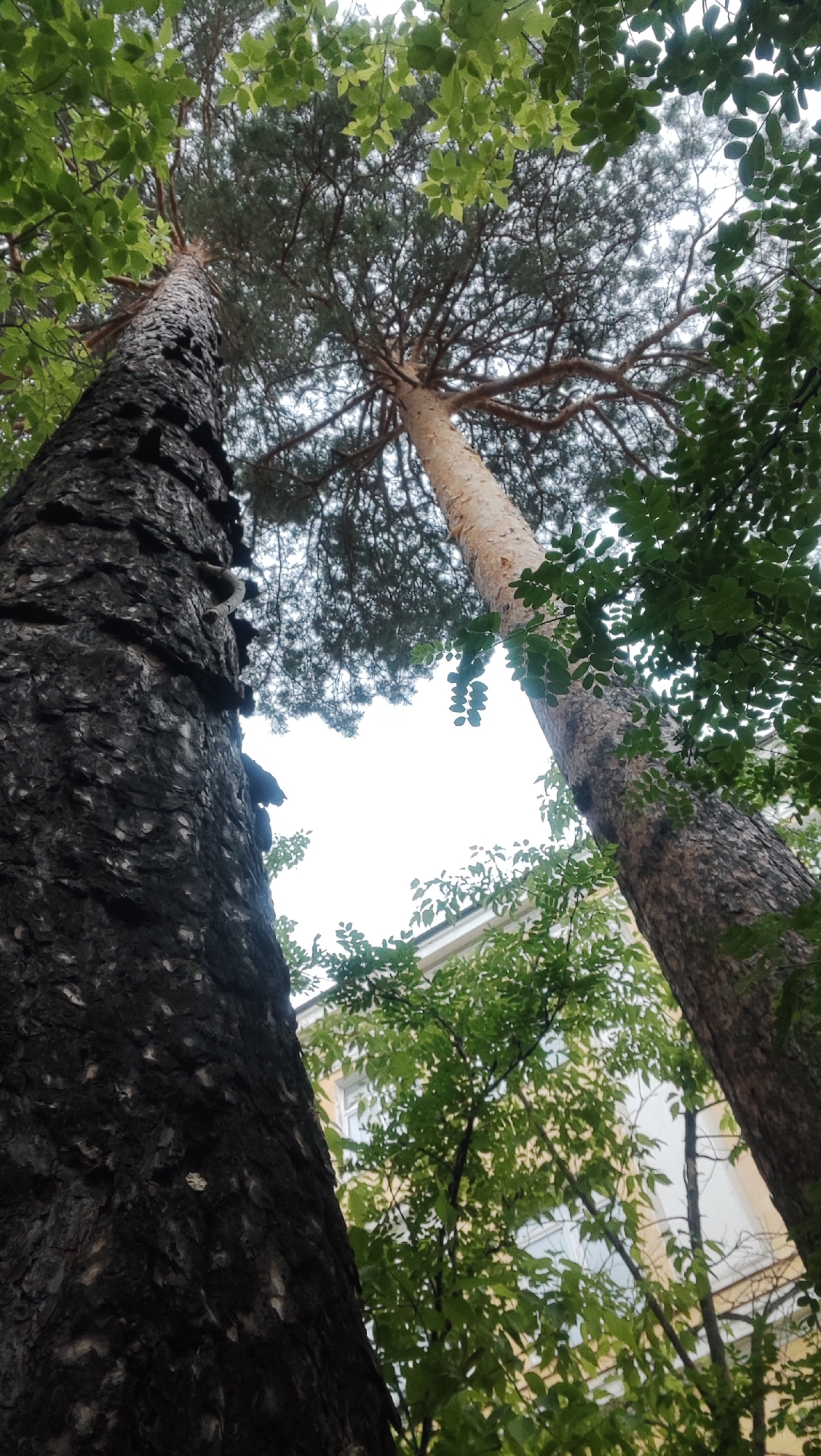 This is a low-angle, outdoor, vertical photograph taken in Angarsk, Russia. The image features two large tree trunks dominating the foreground and midground, reaching towards a bright, overcast sky. The tree on the left has dark, deeply fissured bark. The tree on the right is lighter in color with a smoother, more textured bark. The canopies of both trees, composed of dark green pine needles and lighter green deciduous leaves, obscure the sky and extend into the upper portions of the frame. In the background, a light-colored building with windows is visible through the foliage. The overall impression is one of being surrounded by dense greenery, looking up from beneath the trees.