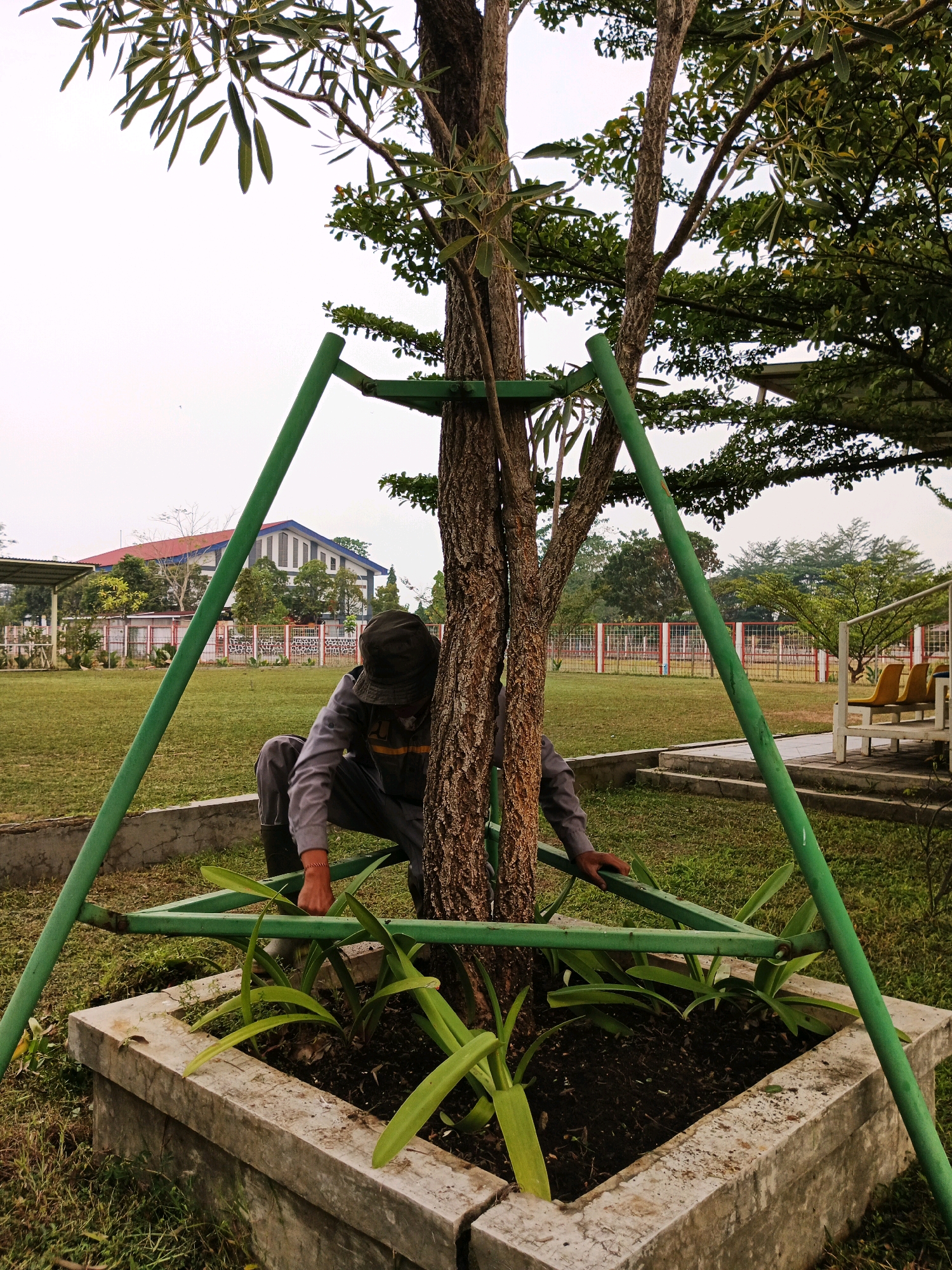 An individual, wearing a grey long-sleeved shirt, dark pants, and a dark bucket hat, crouches next to a young tree that is supported by a green metal frame. The tree is planted in a concrete planter box filled with dark soil and surrounded by green grass. The individual's hands are visible, with one resting on the planter box and the other near the tree trunk. In the background, a fenced-off area encloses a building with a red and blue roof, and beyond that, more trees and a hazy sky. The scene appears to be an outdoor public space, possibly a park or a landscaped area within an institution, given the presence of benches and manicured grounds. The overall atmosphere is one of maintenance or care for the tree. The location is identified as Bandung City, Indonesia.
