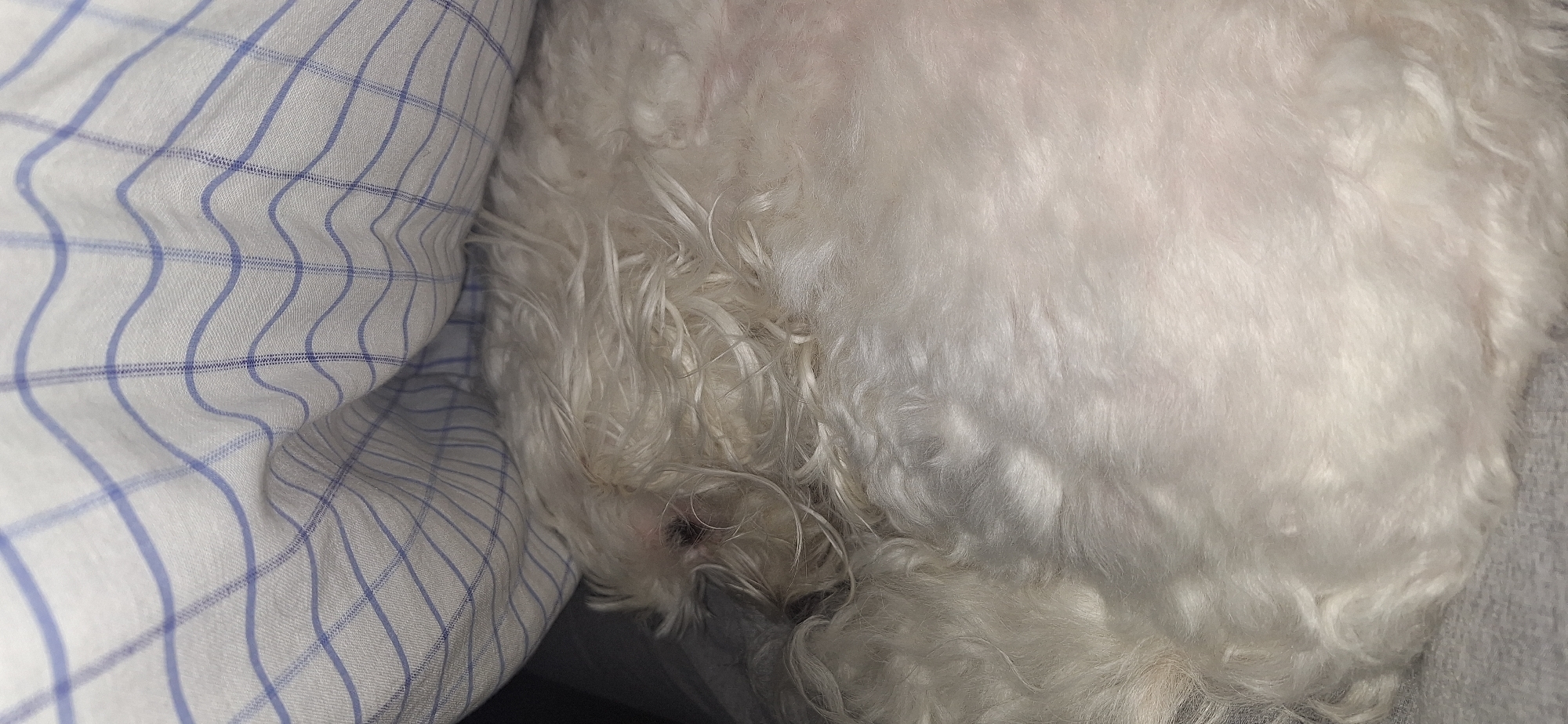 The image shows a close-up of a white, fluffy dog lying on a bed. The dog is positioned next to a pillow with a blue and white checkered pattern. The background appears to be a gray blanket. There are no people or any visible signs indicating that the image was taken in Blagoevgrad, Bulgaria.