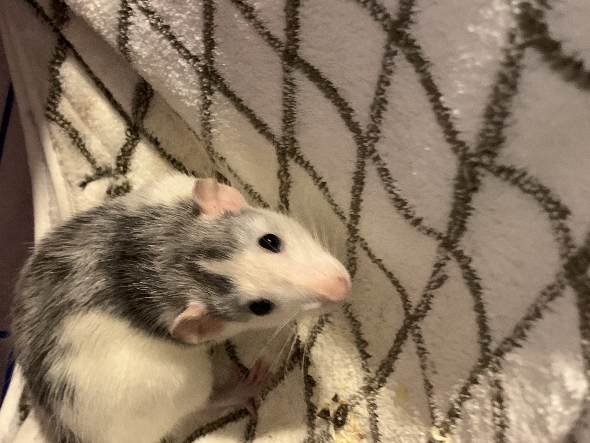 A close-up shot shows a pet rat on a textured surface. The rat, with black eyes and a pink nose, is predominantly white with patches of gray and black fur on its back and head. Its ears are visible, and its front paws are resting on the surface. The surface appears to be a white blanket or rug with a dark, crisscrossing pattern. Some small pieces of yellow food are visible on the surface near the rat's head. The lighting in the image is warm and soft, creating a slightly blurred effect, especially on the textured surface. The location is Unknown, Unknown.