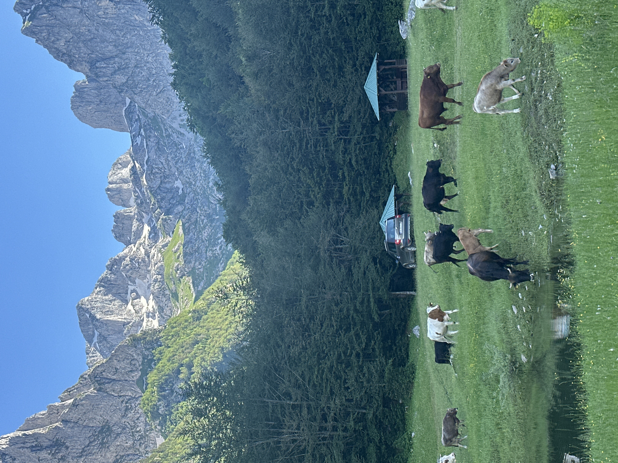 In Dolja, Montenegro, a herd of cattle grazes on a lush green meadow beside a tranquil body of water. The mountainous landscape serves as a dramatic backdrop, with jagged peaks reaching towards a clear blue sky. Dense green forests climb the lower slopes of the mountains. In the middle ground, two open-air shelters with green roofs provide shade, and a dark-colored SUV is parked nearby. The cattle, varying in color from black and brown to white and tan, are spread across the field, with some appearing to drink from the water. The scene conveys a sense of peaceful coexistence between nature and livestock.