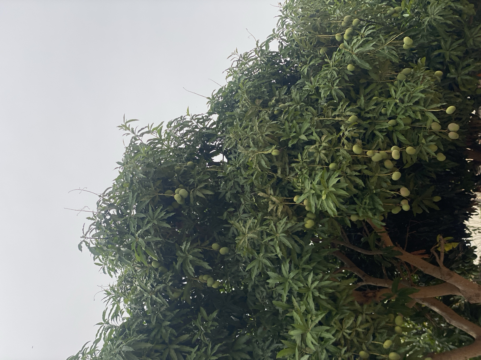 The image shows a mango tree laden with green mangoes against a grey sky. The tree is full of leaves, and the mangoes are visible throughout its branches. Several thick, brown branches extend to the lower right side of the frame. The scene appears to be outdoors. There are no people visible in the image. It is not possible to verify if the image was taken in Barakin Akawo, Nigeria.