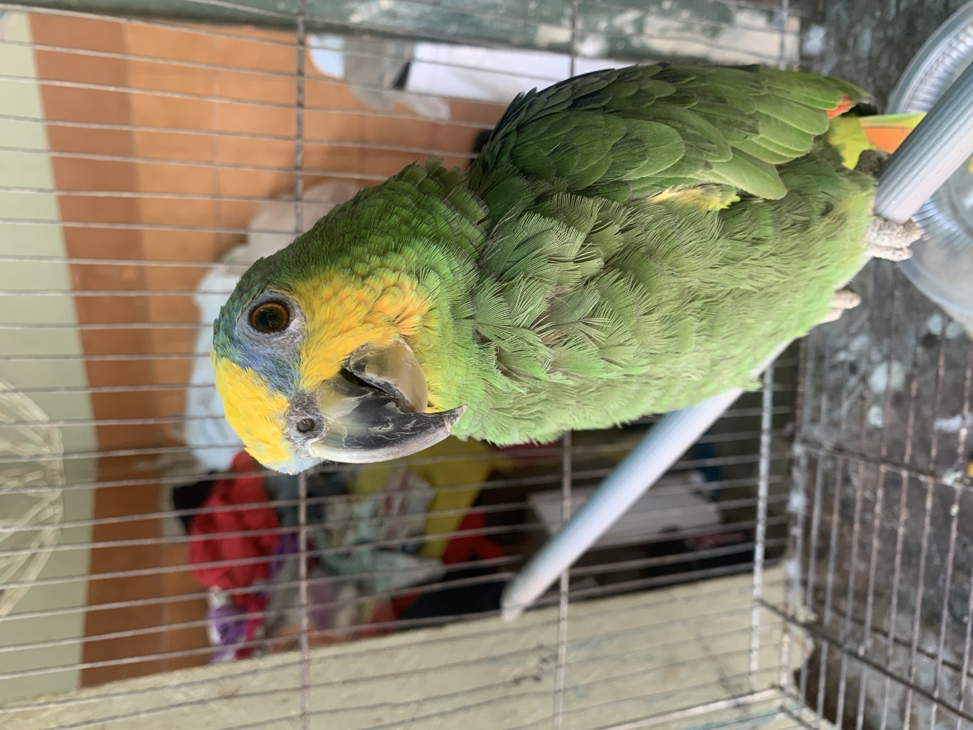 A green parrot with a yellow head and blue markings is perched inside a metal cage. The cage is situated indoors. Background details are indistinct, with a hint of clothing inside the cage. The parrot's location within the city of Santa Ana, Venezuela cannot be verified from the visual information provided.