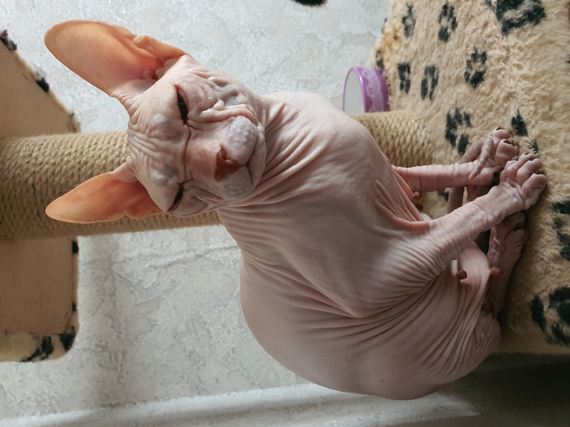 A Sphynx cat sits on a cat tree. The cat is light pink and has many wrinkles on its skin. Its eyes are partially closed, and its ears are large and pointed. The cat tree has a rough, sisal-wrapped post and a flat platform covered in a tan, fuzzy material with a black paw print pattern. A small, purple bowl with a white lace-like trim is visible on the platform behind the cat. The background is a textured, light-colored wall. The scene is indoors. This image was not taken in Yuzhno-Sakhalinsk, Russia.