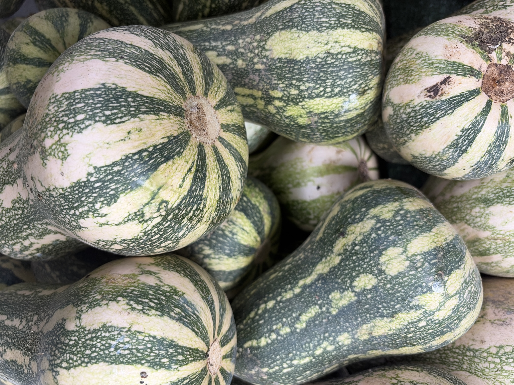The image shows a close-up of a pile of delicata squash. The squash are mostly green and white striped with some having a more mottled pattern. Their stems are visible. The location of Ciudad Guayana, Venezuela is not evident in the image.