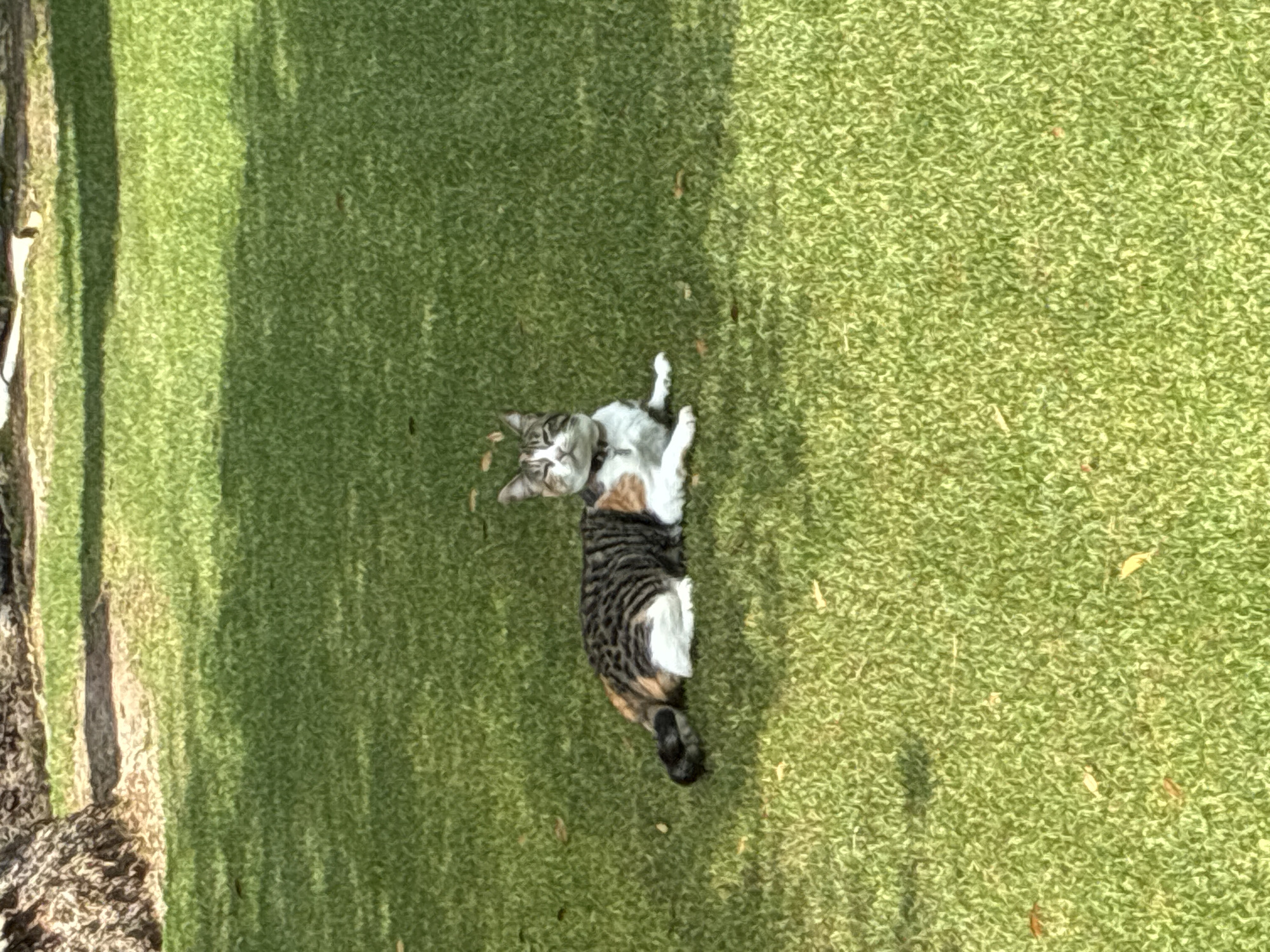 A tabby cat lies on its back on a patch of green grass. The cat has a white chest and white paws. The grass is green. The location is Cañada de Madero, Mexico.