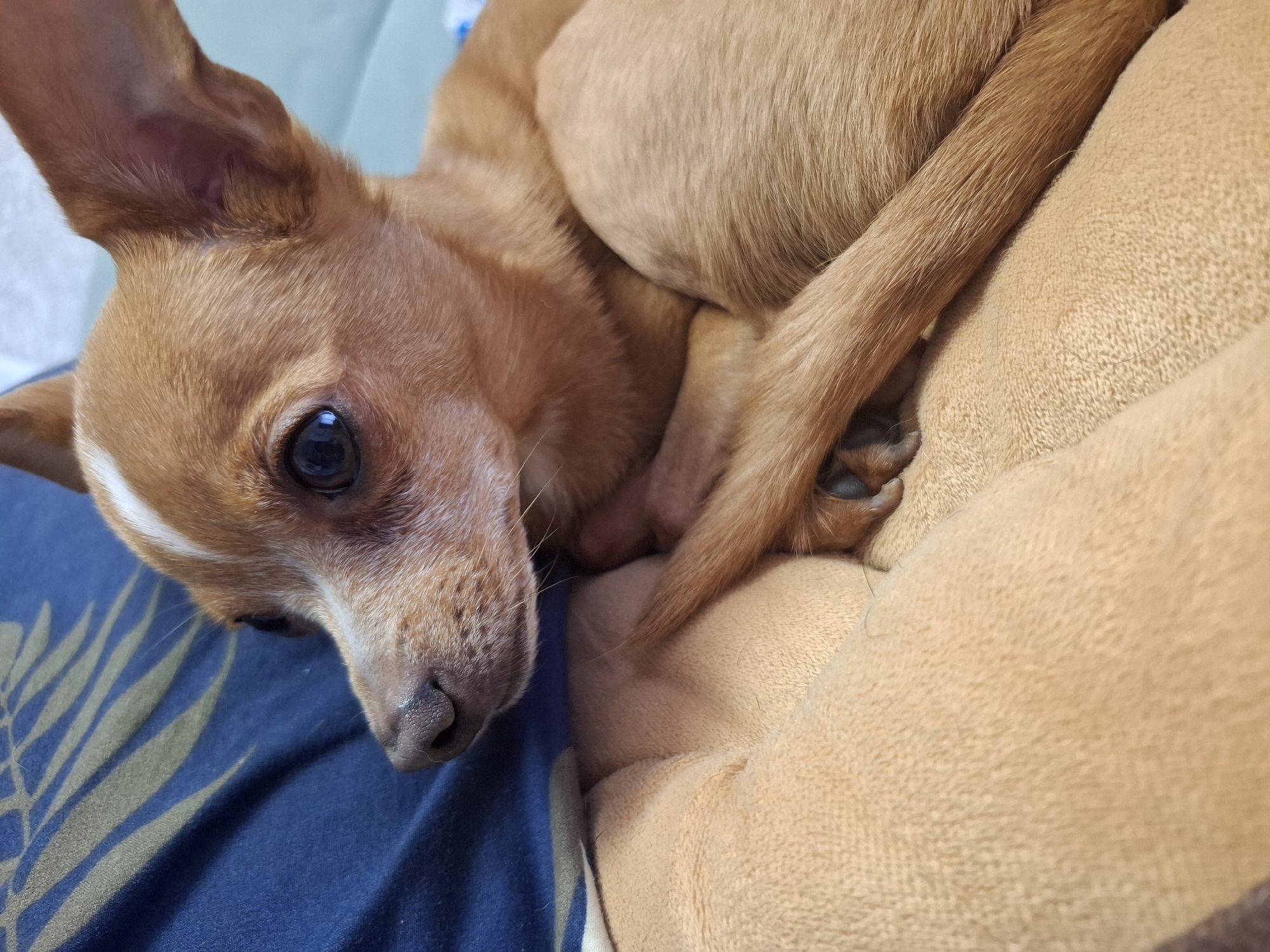 A tan chihuahua is curled up on a tan pillow. The dog's head is facing the viewer, with its left ear perked up. Its right ear is less visible, tucked back. The dog's tail is curled around its body. The dog is resting on a blue patterned fabric.
There is no information to suggest this image was taken in Chaikovsky, Russia.