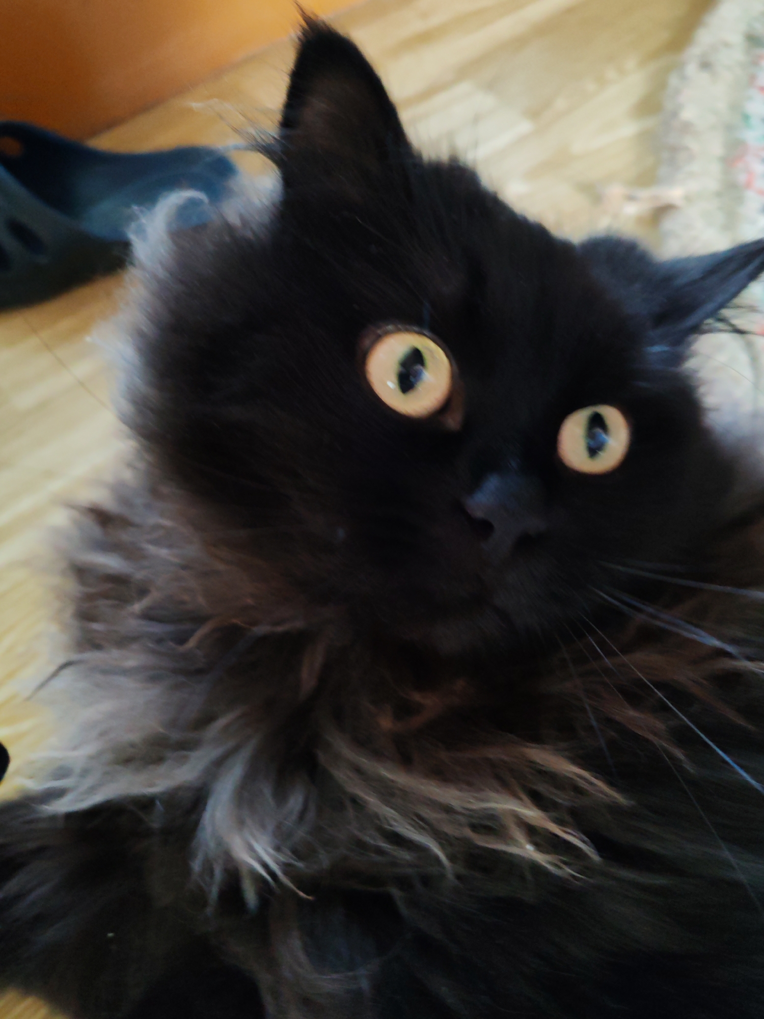 A black cat with yellow eyes is lying down, looking at the camera. The cat has long, fluffy fur, with some gray or brown highlights around its neck. A black Croc shoe is visible in the background, out of focus. The surface beneath the cat appears to be wooden, possibly a floor or table. There are no people present in the image. The location information is not discernible from the image content.
