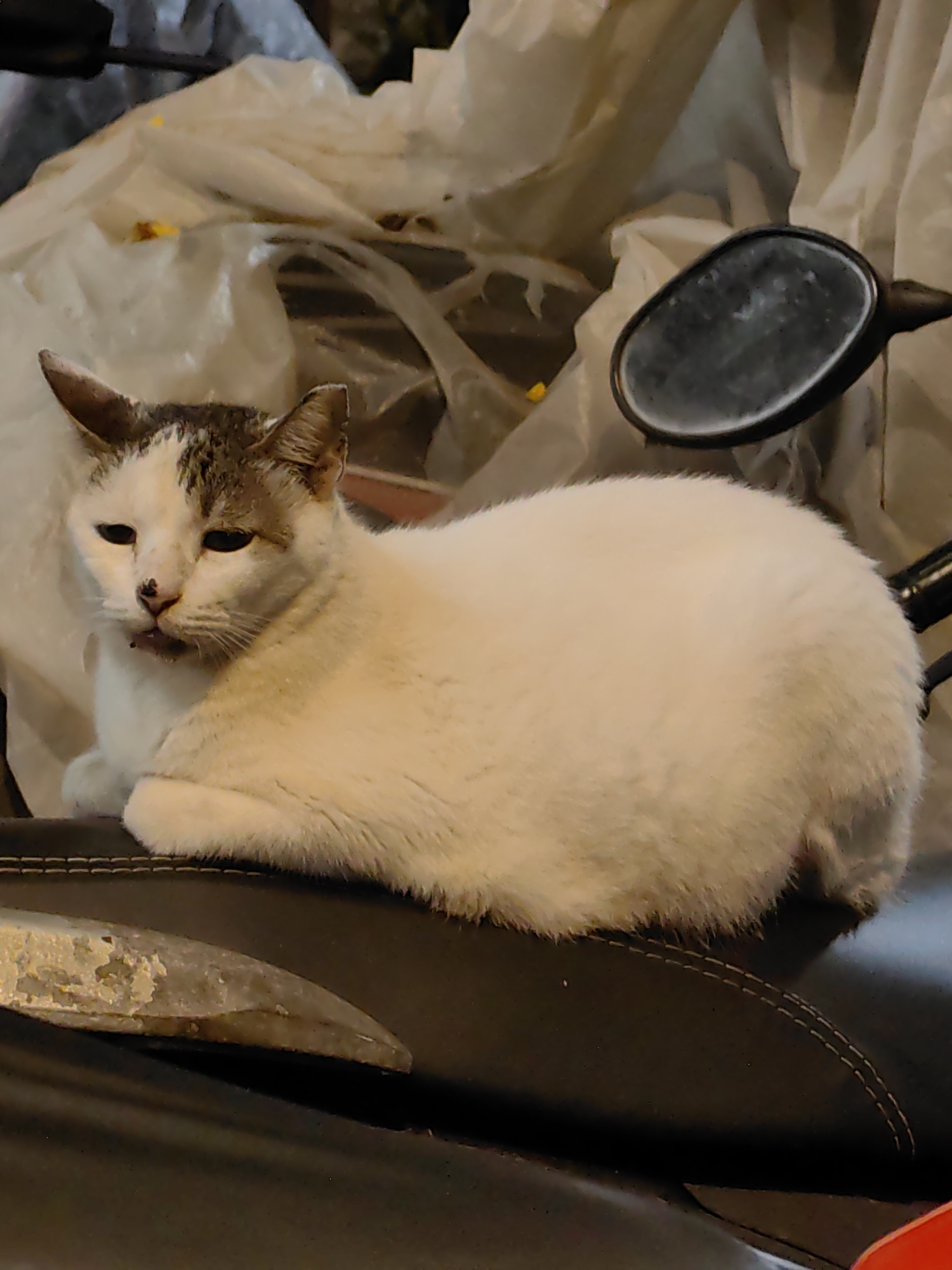 A medium shot photograph shows a white cat with gray markings on its head and ears, resting on the dark leather seat of a motorcycle. The cat is lying down, facing left, with its head slightly raised and its eyes partially open. Its nose is black, and its mouth is slightly open, revealing a bit of its tongue. The background is out of focus and appears to be a pile of white plastic sheeting, possibly trash or packing material, with some yellow and brown debris visible. To the right of the cat, a portion of a motorcycle's side mirror is visible, reflecting some of the ambient light. The scene is outdoors, likely on a street in Mumbai, India, given the presence of a motorcycle and the general urban environment suggested by the background. The lighting appears to be artificial and somewhat dim.