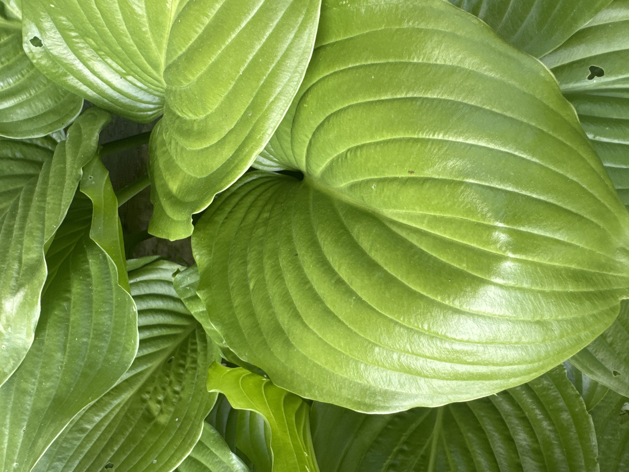 The image presents a close-up, top-down view of a dense cluster of large, green foliage, filling the entire frame. The leaves exhibit characteristics consistent with Hosta plants, featuring broad, ovate to cordate shapes with deeply impressed, parallel venation that creates a distinct ribbed texture across their surface. The color is a vibrant medium green, with lighter, glossy highlights on surfaces directly exposed to light, and darker green tones in shadowed recesses and underlying leaves. Several leaves display minor imperfections, including small, irregular perforations; notably, a heart-shaped hole is present on a leaf in the lower right quadrant, and smaller nicks are visible on leaves towards the upper left. The leaves overlap significantly, creating a layered, three-dimensional effect that obscures any visible stems or underlying soil. The ambient lighting suggests an outdoor environment under natural light conditions. The scene is devoid of human presence, objects, or explicit actions beyond the natural growth of the foliage. This scene is located in the city of Unknown, Unknown.