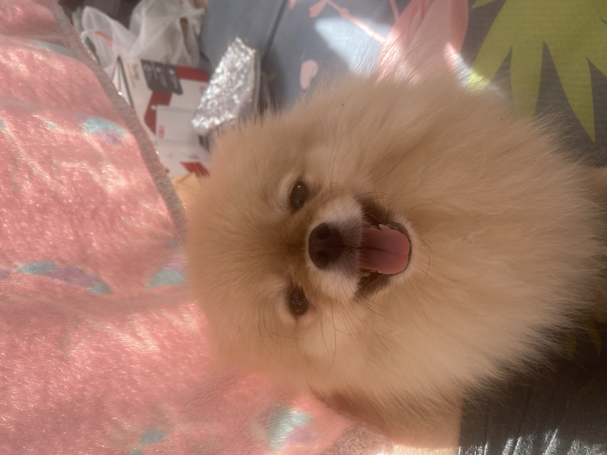 A fluffy, light-colored dog, resembling a Pomeranian, is prominently featured in this close-up shot, lying on its back or side and looking directly upwards at the camera. Its mouth is open, revealing a pink tongue and some teeth, conveying a happy, relaxed, or playful expression. The dog's fur is a soft, creamy tan color, appearing voluminous around its face.
The scene is indoors, brightly illuminated by natural sunlight, which creates distinct highlights on the dog's fur and the surrounding textures, suggesting it is daytime. On the left side of the frame, beneath and around the dog, is a soft, pink textured blanket or fabric with subtle lighter patterns. To the right and behind the dog's head, a darker fabric with a green leaf-like pattern is visible, possibly a pillow or another blanket. In the blurred background, towards the upper left, there are hints of white plastic bags and a cardboard box with some unidentifiable dark text and red graphical elements. The image captures a moment of comfort and contentment from the canine subject.