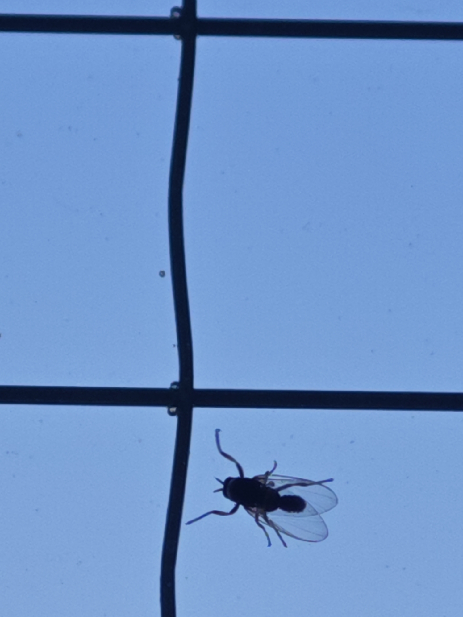A silhouetted fly is perched on a horizontal black bar that is part of a larger grid-like structure. The fly is small and dark, with visible wings and legs spread outwards. The background is a light blue sky.