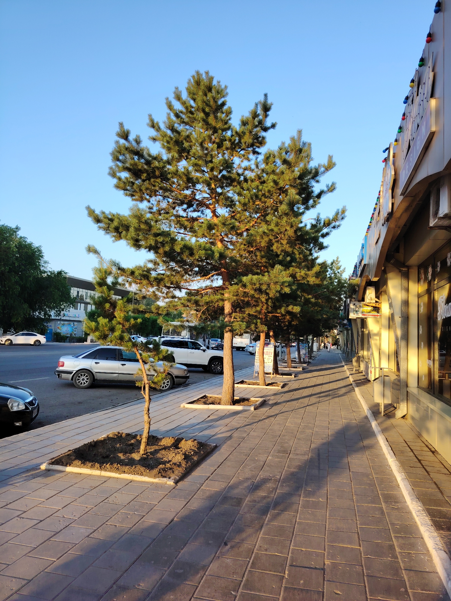 The image depicts a street scene in Temirtau, Kazakhstan. On the right side of the frame, a building with large windows and signage is visible, adorned with colorful string lights along its upper edge. A sidewalk paved with gray rectangular tiles runs along the front of the building. Several pine trees are planted in square, mulched beds along the sidewalk, casting long shadows in the late afternoon sun. On the left side of the street, a paved road has several parked cars, including a silver sedan, a white SUV, and a dark sedan in the foreground. Further down the street, other vehicles and trees are visible, along with another building in the background. The sky is clear and blue.
