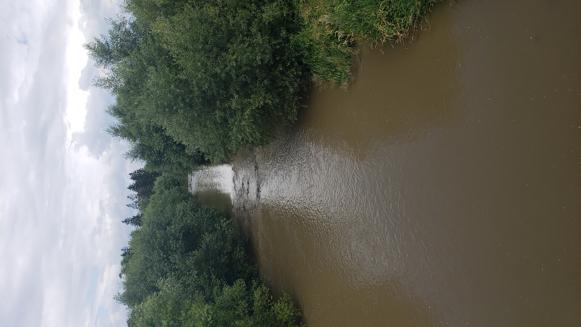 The image depicts a murky river flowing through a wooded area under an overcast sky. The riverbanks are densely lined with lush green trees, and tall grass grows along the right bank. The water appears calm with some ripples and small debris floating on the surface. In the distance, the river narrows and there are some rocks or a low weir visible. The scene is natural and serene, suggesting a location away from urban bustle. This setting is consistent with the natural areas found along the Torysa River, which flows through and around the city of Prešov, Slovakia.