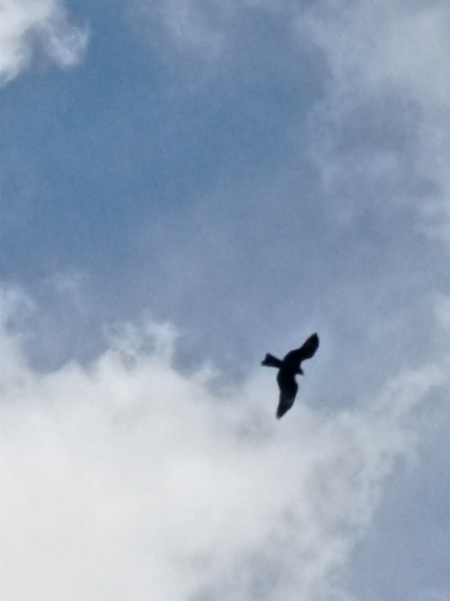A solitary, dark-colored bird soars against a backdrop of blue sky interspersed with patchy white clouds. The photograph presents a low-angle view, capturing the bird's flight path as it appears to descend or glide. The image does not provide any specific information to identify the location as Degtyarsk, Russia, or include any people, objects, or actions beyond the singular flying bird against the cloudy sky.