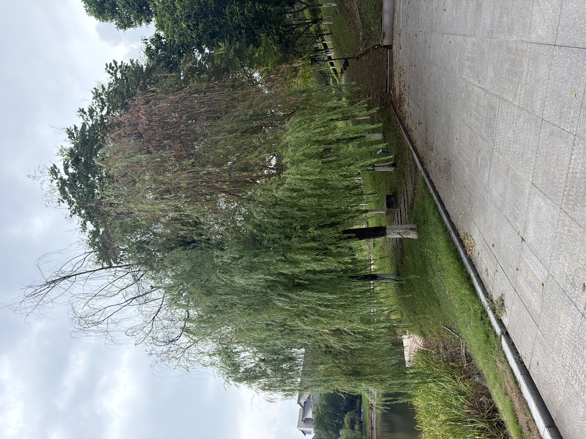 The image shows a scenic view of a park in Jiangjin, China, on an overcast day. In the foreground, a paved walkway made of large square tiles leads upwards towards a path lined with trees. The walkway is bordered by a grassy slope on the left and a raised planter box on the right.
Dominating the center of the image is a large weeping willow tree. The tree has lush green foliage on its left side, while its right side appears to be drying out, with brown, dead leaves. Several smaller trees with white-painted trunks are visible behind the willow.
To the left of the willow, a tranquil body of water, likely a lake or river, is visible. Tall green reeds grow along the bank. In the background, beyond the lake, modern buildings can be seen, suggesting an urban setting.
The overall atmosphere is serene and natural, with the overcast sky contributing to a subdued color palette. The scene captures a moment of natural beauty within a park environment, likely a popular spot for recreation and relaxation in Jiangjin.