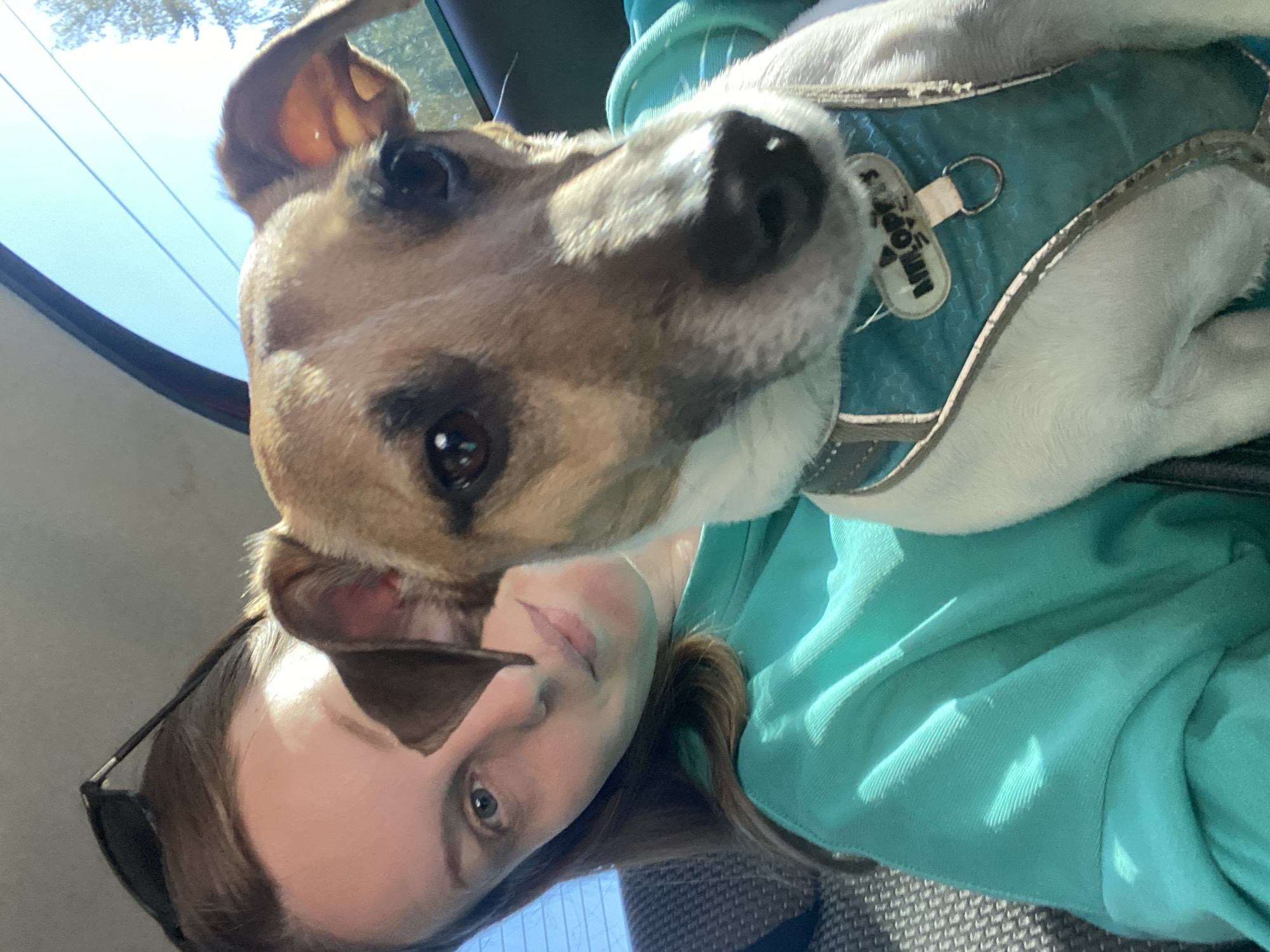 A light-skinned woman wearing a blue-green hoodie and sunglasses on her head is holding a brown and white dog. The dog is wearing a blue harness with a tag attached. The background shows a car interior and a view through the window. The location in the city of Noviy, Russia is not determinable from the image.