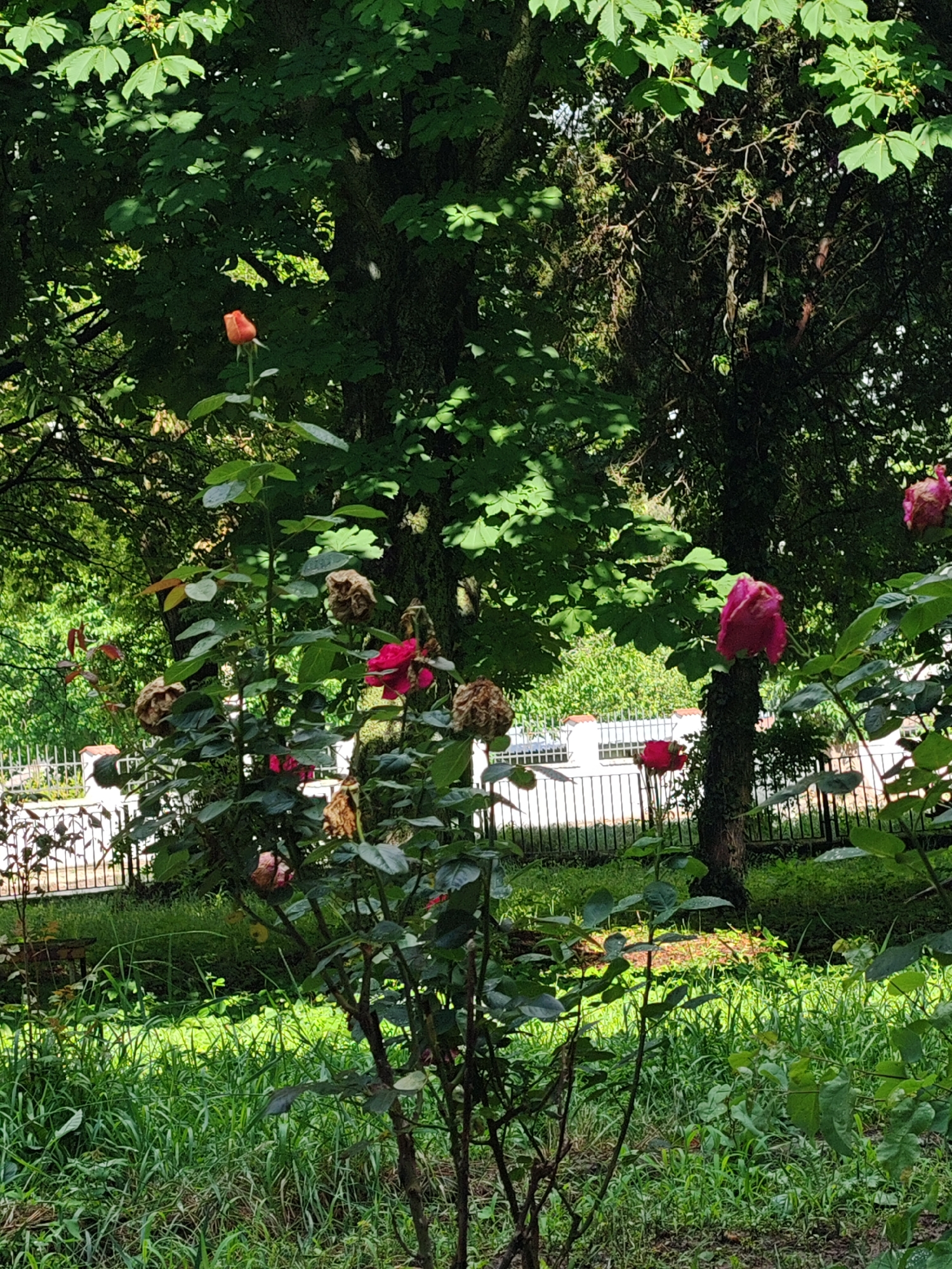 The image depicts a verdant outdoor garden or park scene in Tsarev Brod, Bulgaria, under daylight conditions. The foreground features an expanse of green grass with varying heights and textures. A prominent rose bush stands centrally, bearing multiple blooms in different stages: an unopened orange bud on the upper left, several vibrant pink and red open flowers, and numerous withered, brown, and dried rose blossoms scattered among the foliage. The leaves of the rose bush are dark green, some showing light reflections.
In the mid-ground, a dark metal fence, possibly wrought iron, stretches horizontally across the frame, partially obscured by the foliage. Behind this fence, sections of white or light-colored structures, possibly walls or a building, are visible, interspersed with further green vegetation. To the right of the frame, a distinct pink rose bloom appears to be growing directly from or strongly supported by a visible tree trunk. Another red rose is situated lower on the right, closer to the fence.
The background is dominated by large, deciduous trees with dense, vibrant green canopies, indicating mature growth. Sunlight filters through the leaves, creating patterns of light and shadow. The overall impression is one of a cultivated but somewhat untended natural space. No human or animal figures are present in the scene.