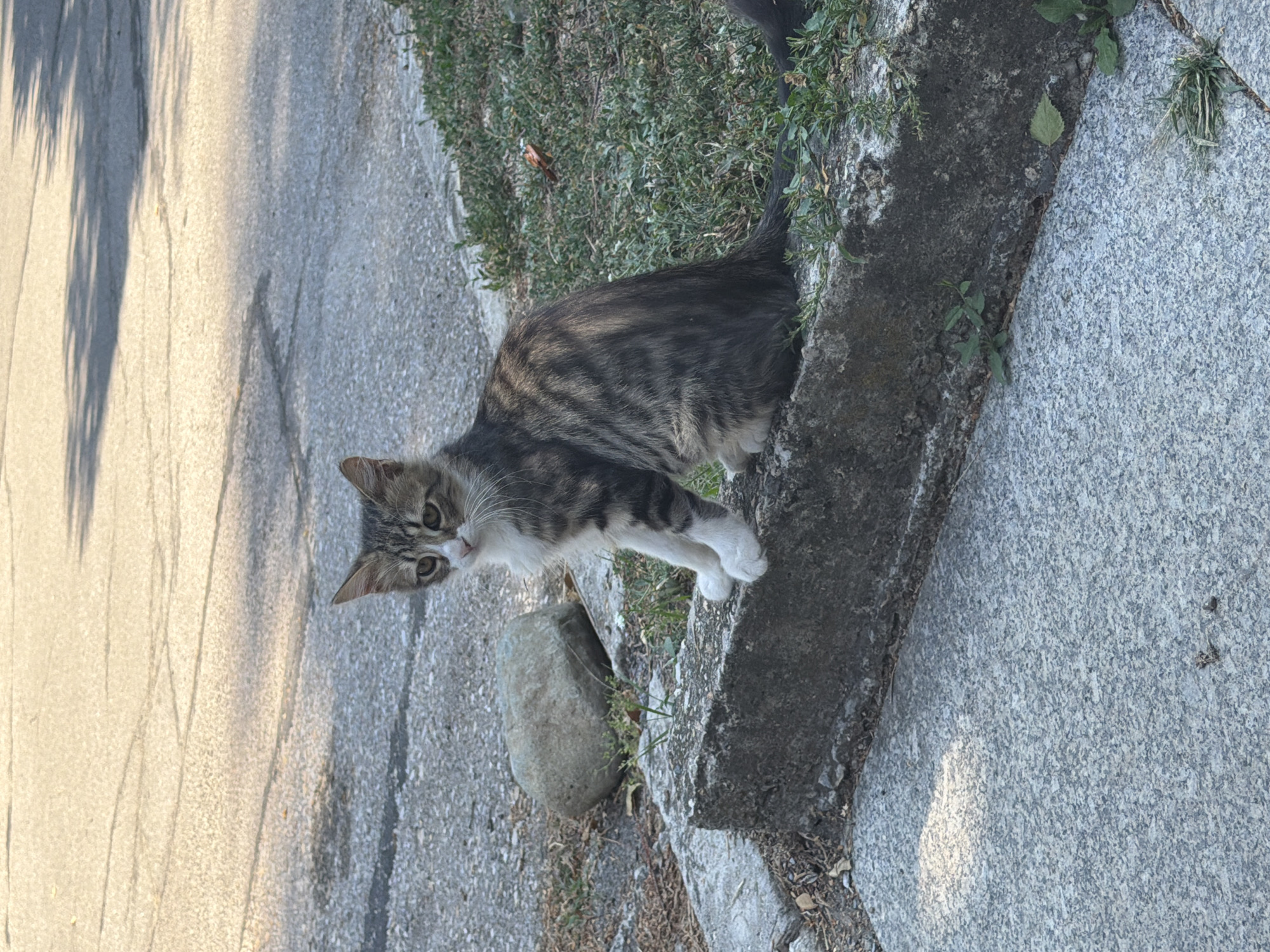 A tabby kitten sits on a concrete curb outdoors, with a paved road in the background. The kitten is looking towards the camera with its front paws tucked under its chest. The road appears to be a residential street, and there is a large rock and some grass next to the curb. The scene is brightly lit by sunlight, casting shadows on the road. The image was taken in Sofia, Bulgaria.