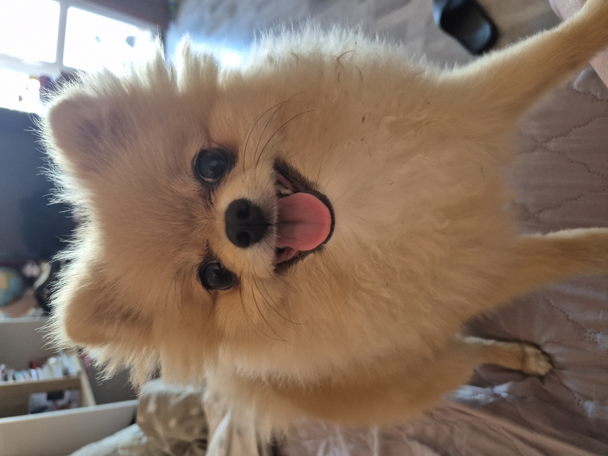 A Pomeranian dog stands in a domestic setting, looking directly at the camera with its tongue out and a happy expression. The dog is light brown and fluffy, with dark eyes and a black nose. It is standing on a bed with a pink quilted comforter. In the background, a shelf with books and a globe is visible, as well as a brightly lit window and a pair of black flip-flops. The overall impression is that of a playful and energetic pet.