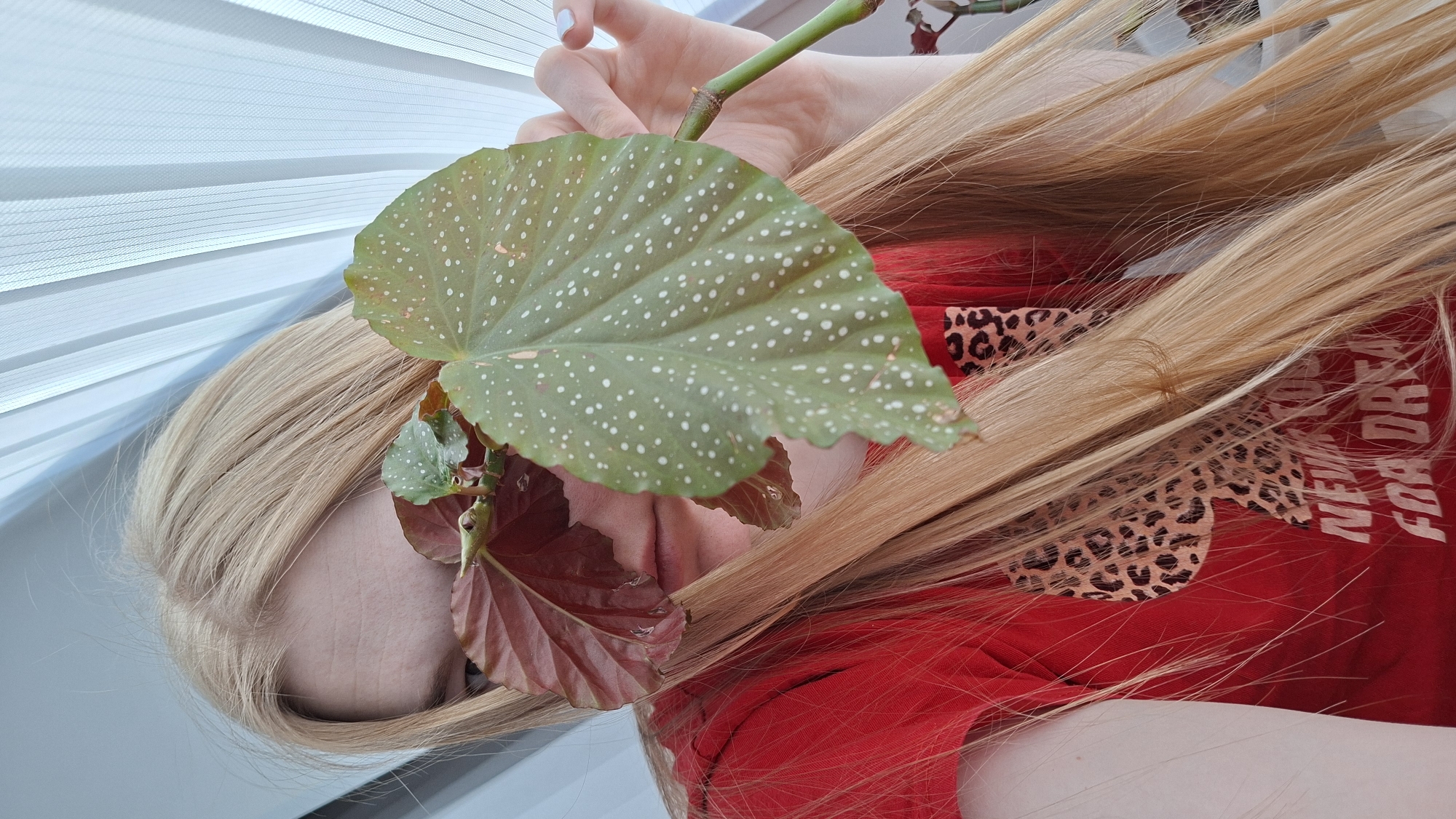 A person with blonde hair is positioned in front of a window with white blinds. The person is holding a begonia plant with a large green leaf speckled with white dots and reddish-brown undersides. The person is wearing a red shirt with a leopard print design and the words "NEW DREAM FOR DREAM" in white letters. The location is inferred to be Chaikovsky, Russia.