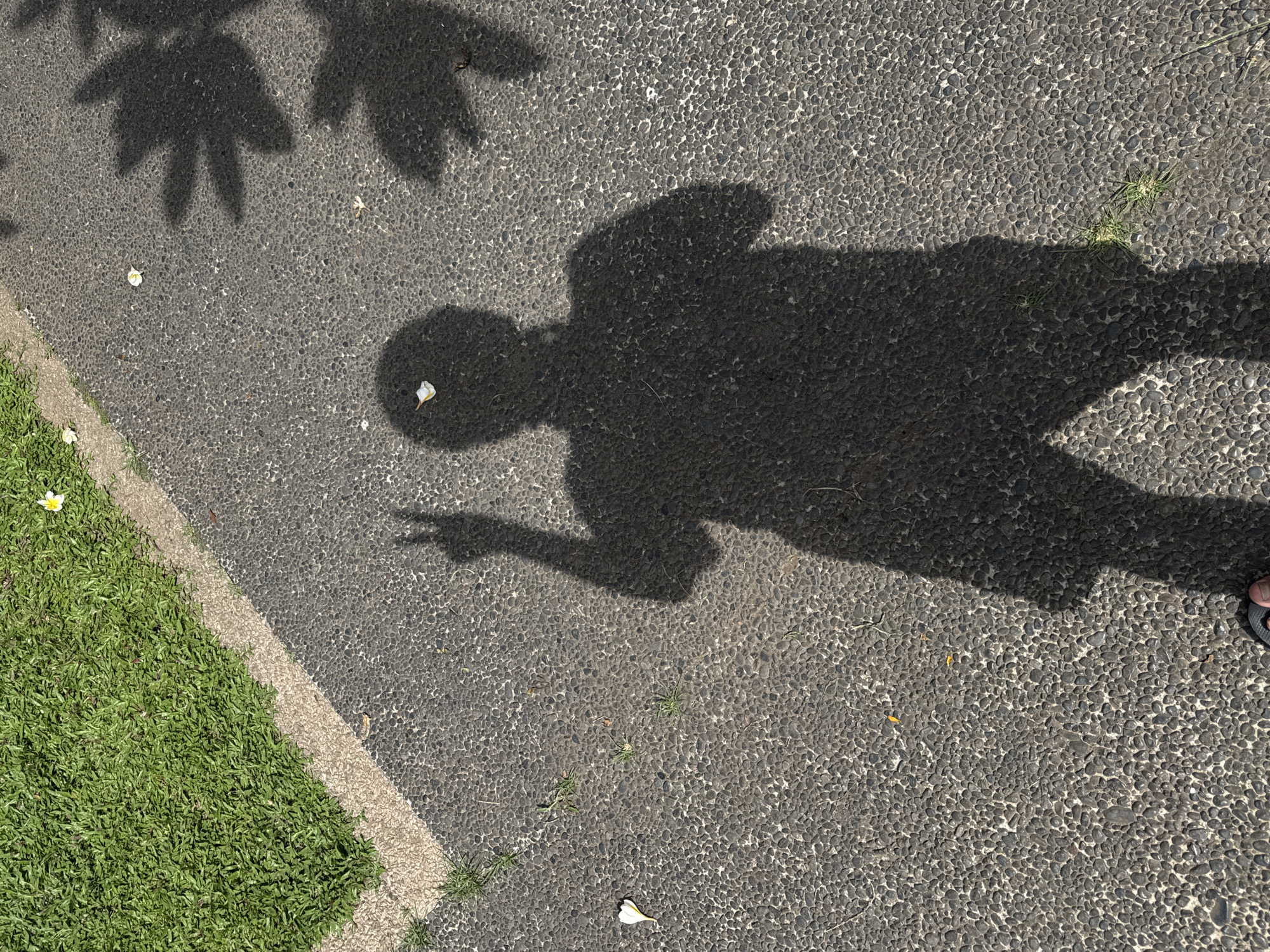 The image captures a shadow of a person standing on a textured, pebbled walkway in Ubud District, Indonesia. The person's shadow is casting a peace sign with their right hand. To the left of the walkway, a patch of vibrant green grass is visible, bordered by a concrete edge. Several white flower petals are scattered on the walkway and the grass. Tree shadows, cast from an unseen source, are also visible on the right side of the frame, suggesting an outdoor environment with foliage. The lighting indicates it is daytime, likely with strong sunlight.